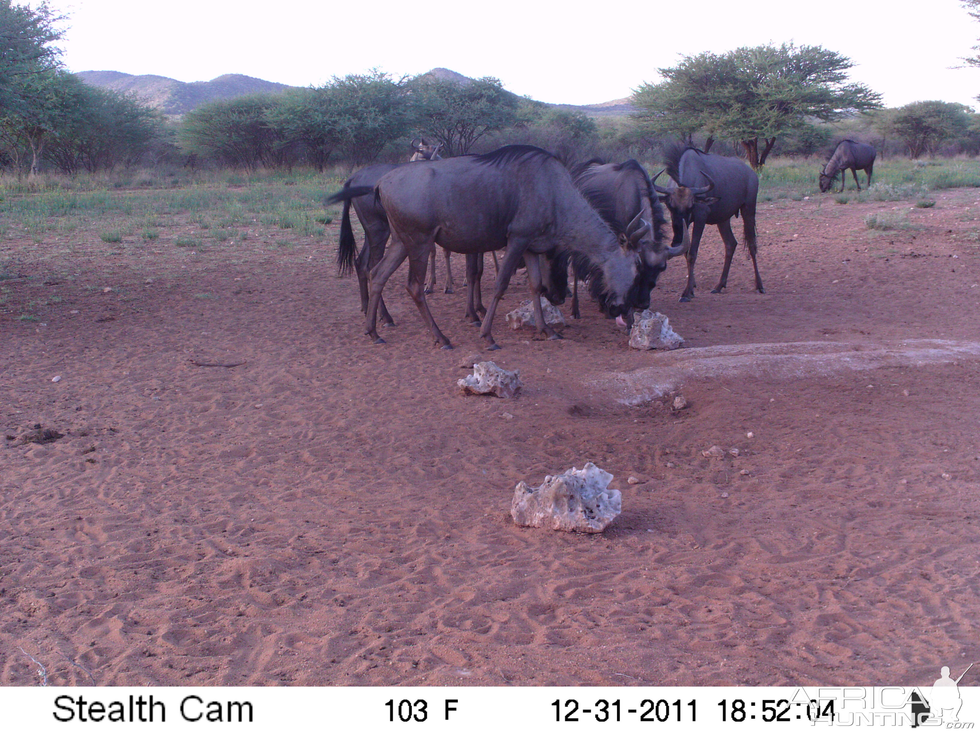 Trail Camera Namibia