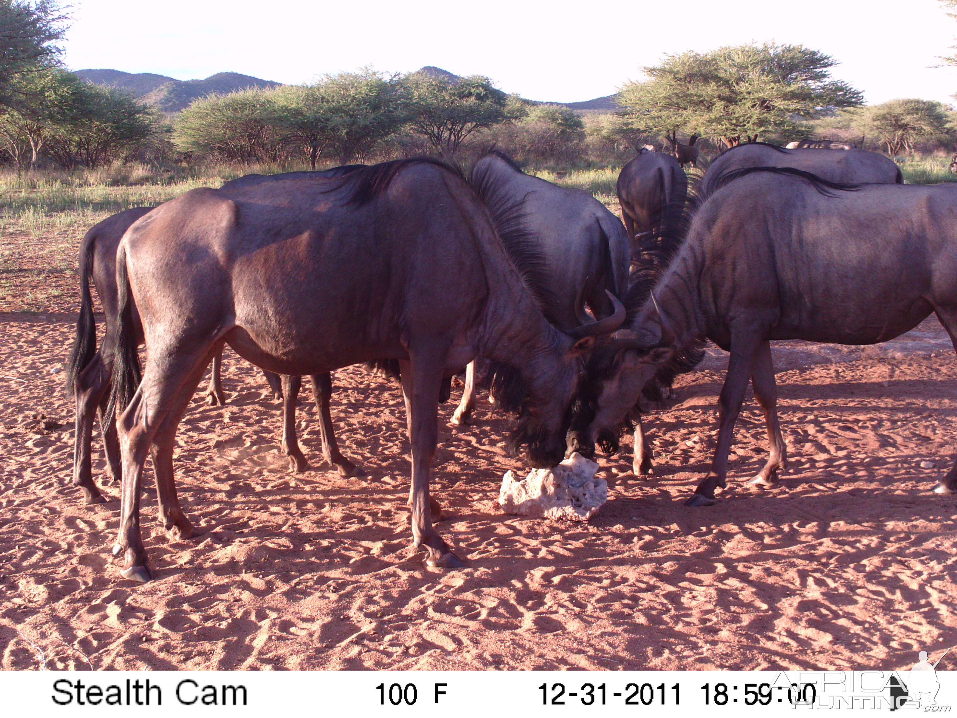 Trail Camera Namibia