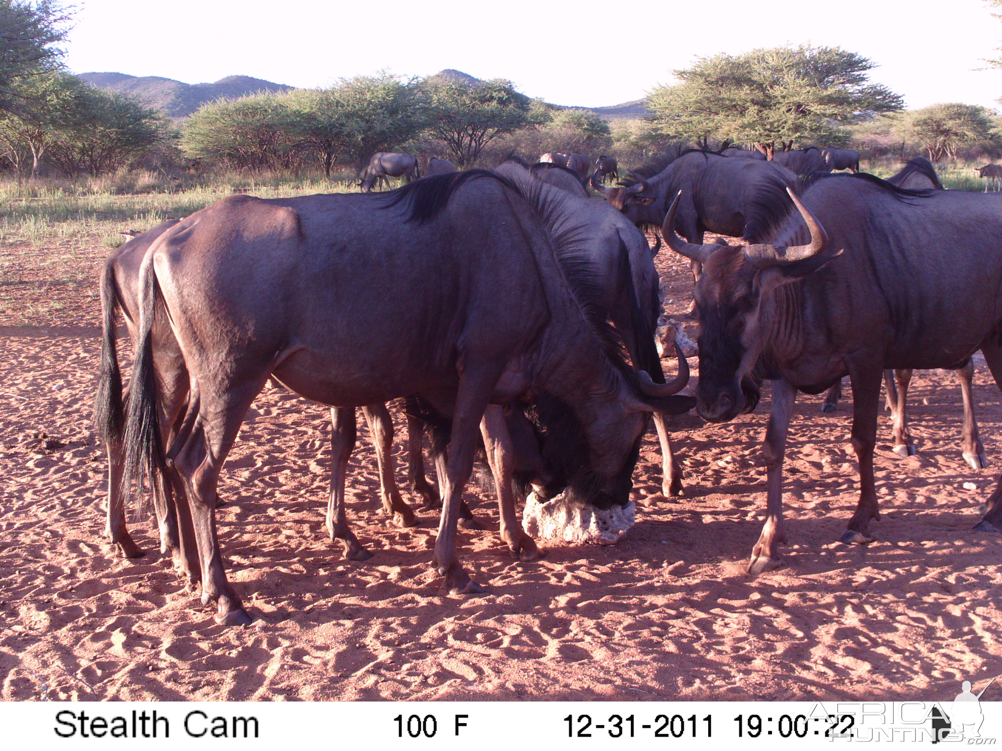 Trail Camera Namibia