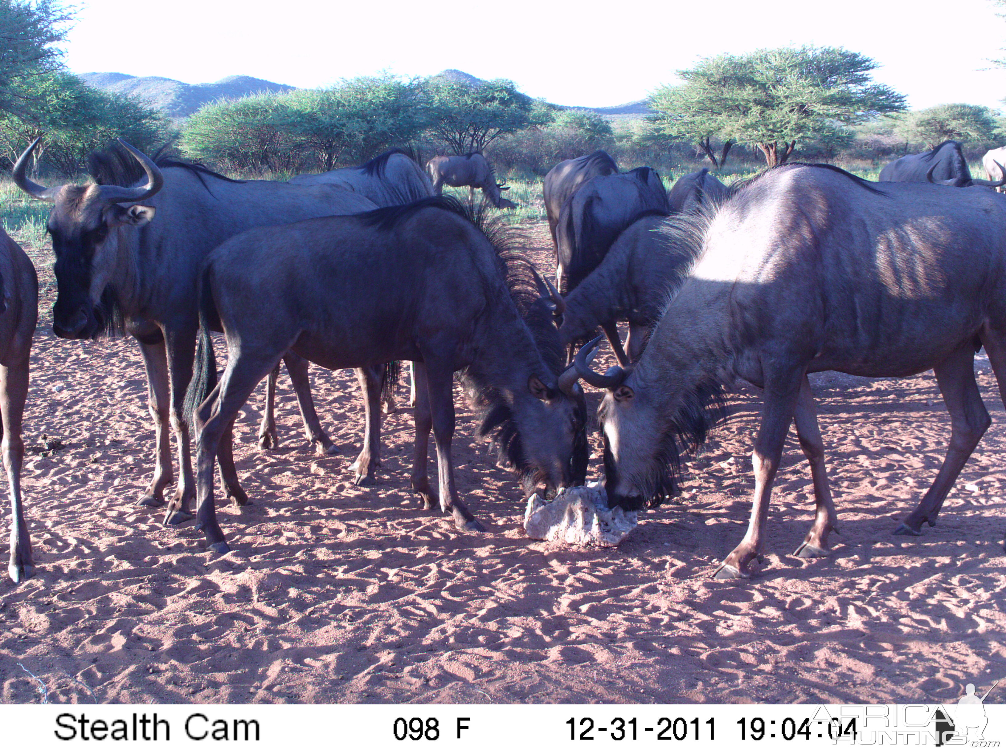 Trail Camera Namibia