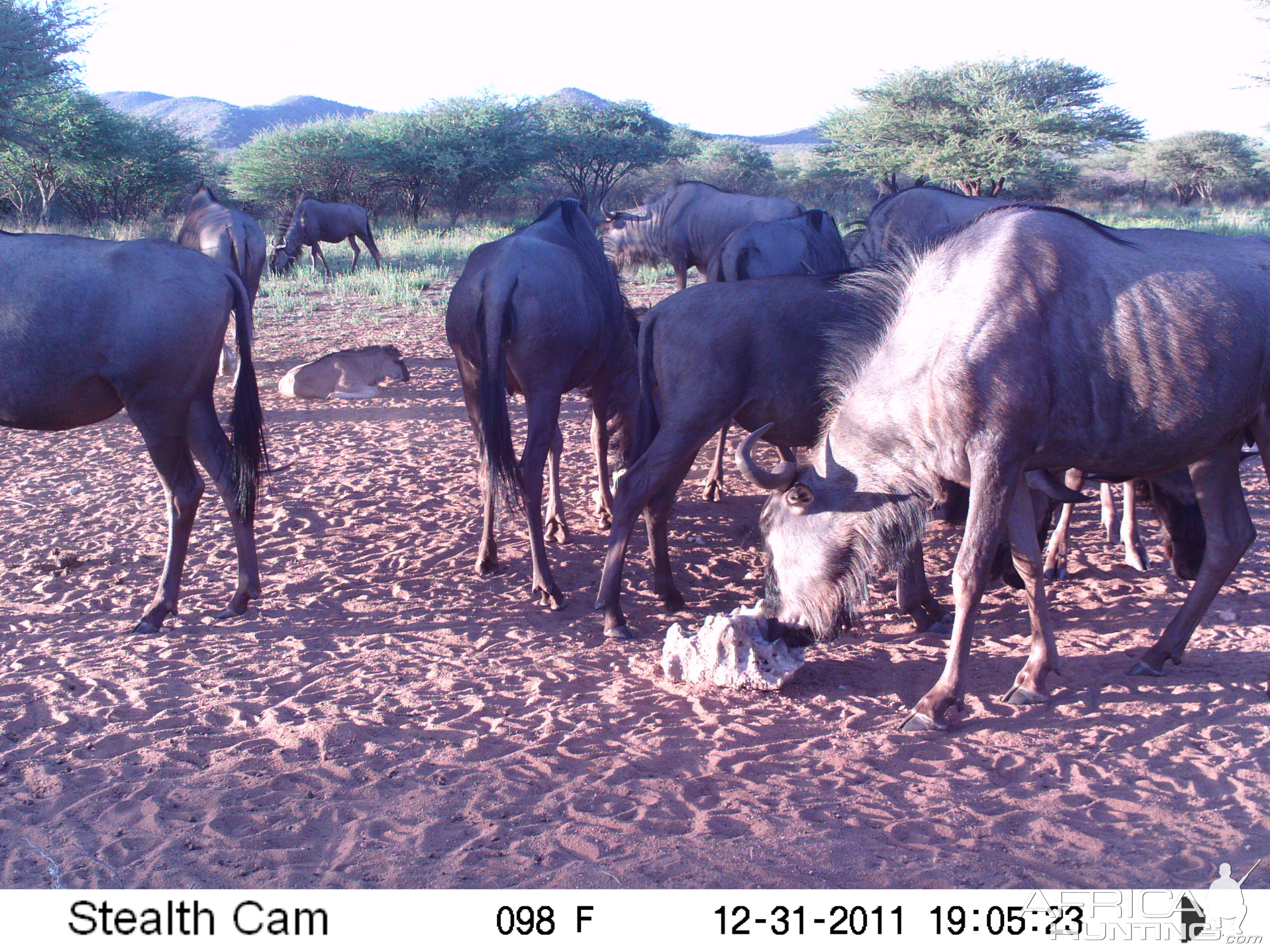 Trail Camera Namibia