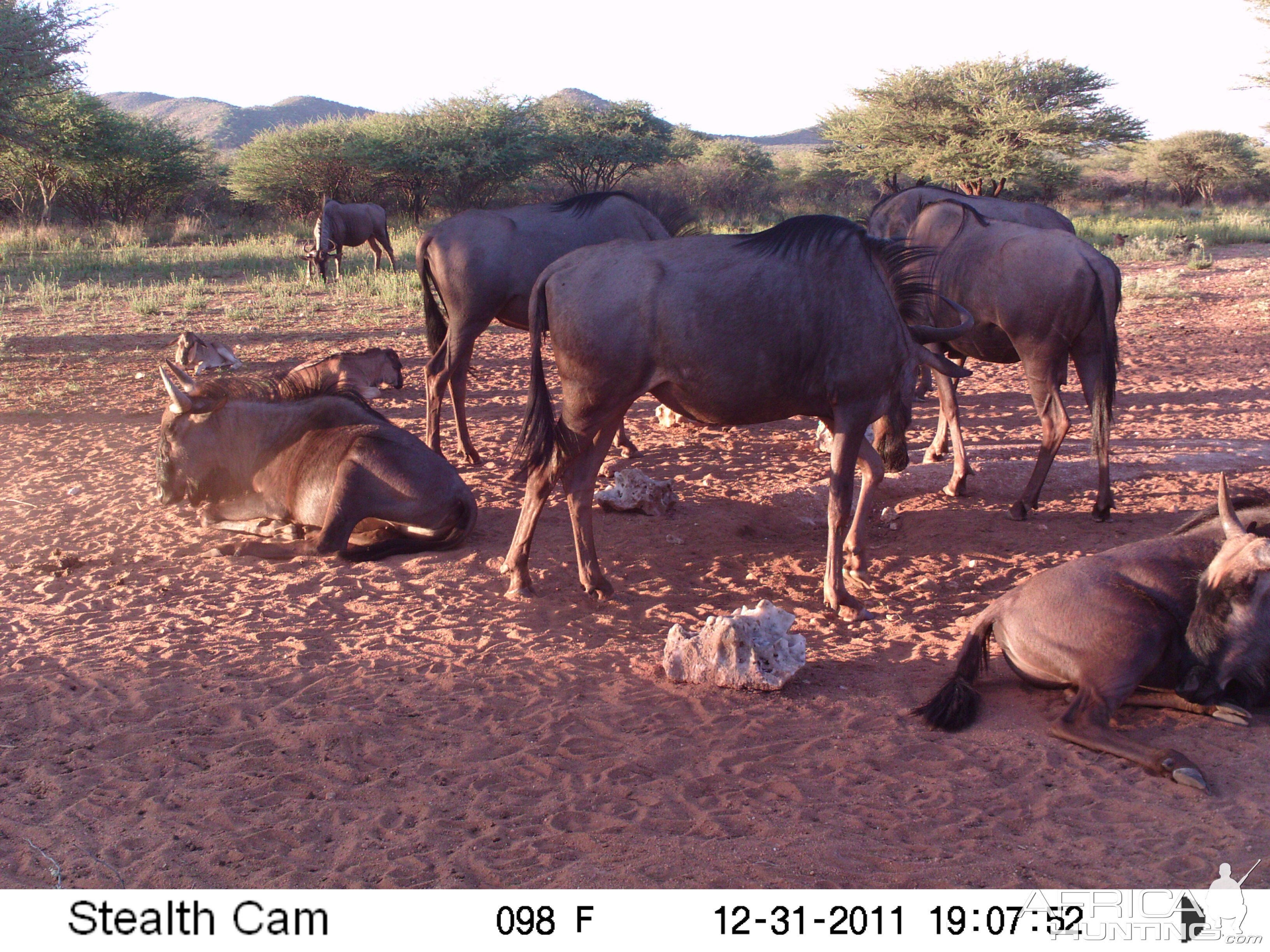 Trail Camera Namibia