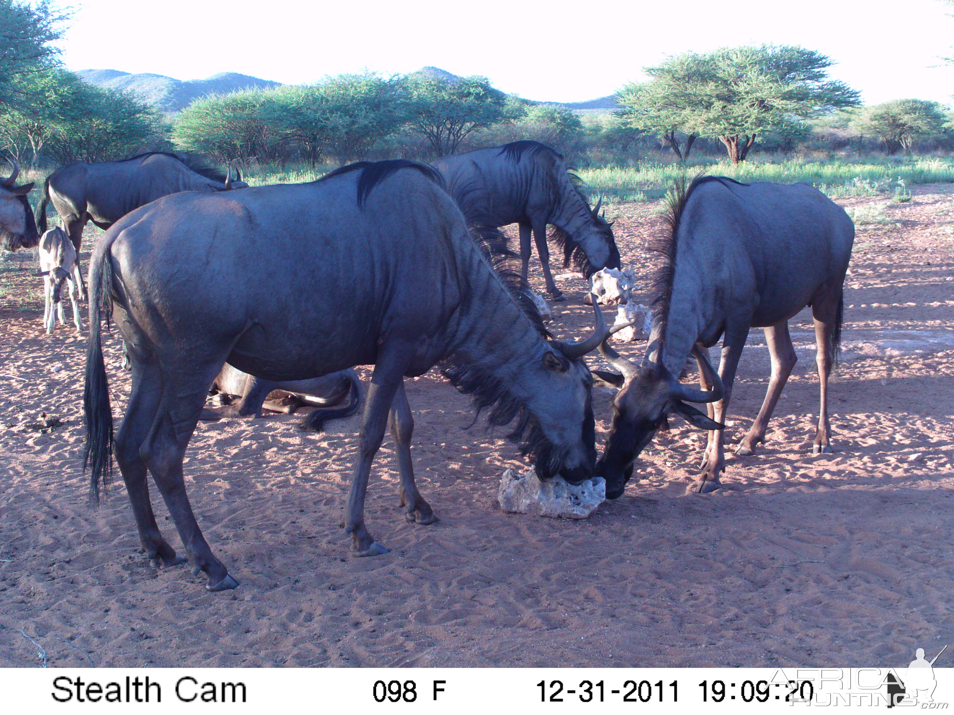 Trail Camera Namibia