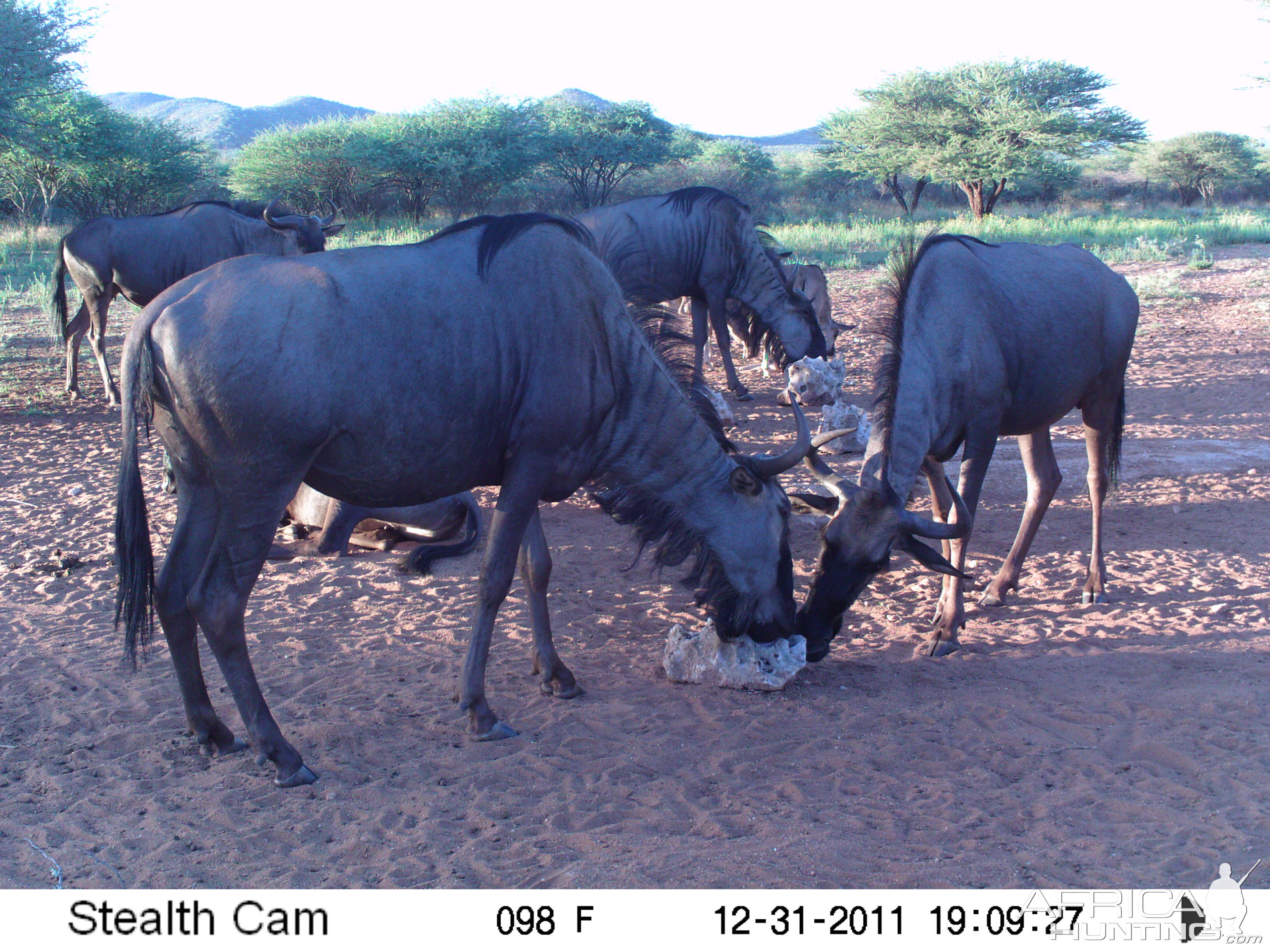 Trail Camera Namibia