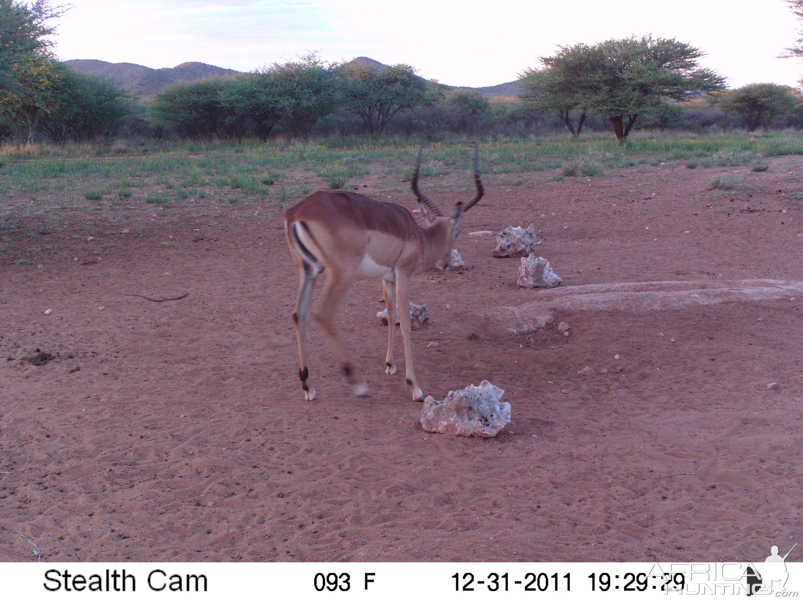 Trail Camera Namibia