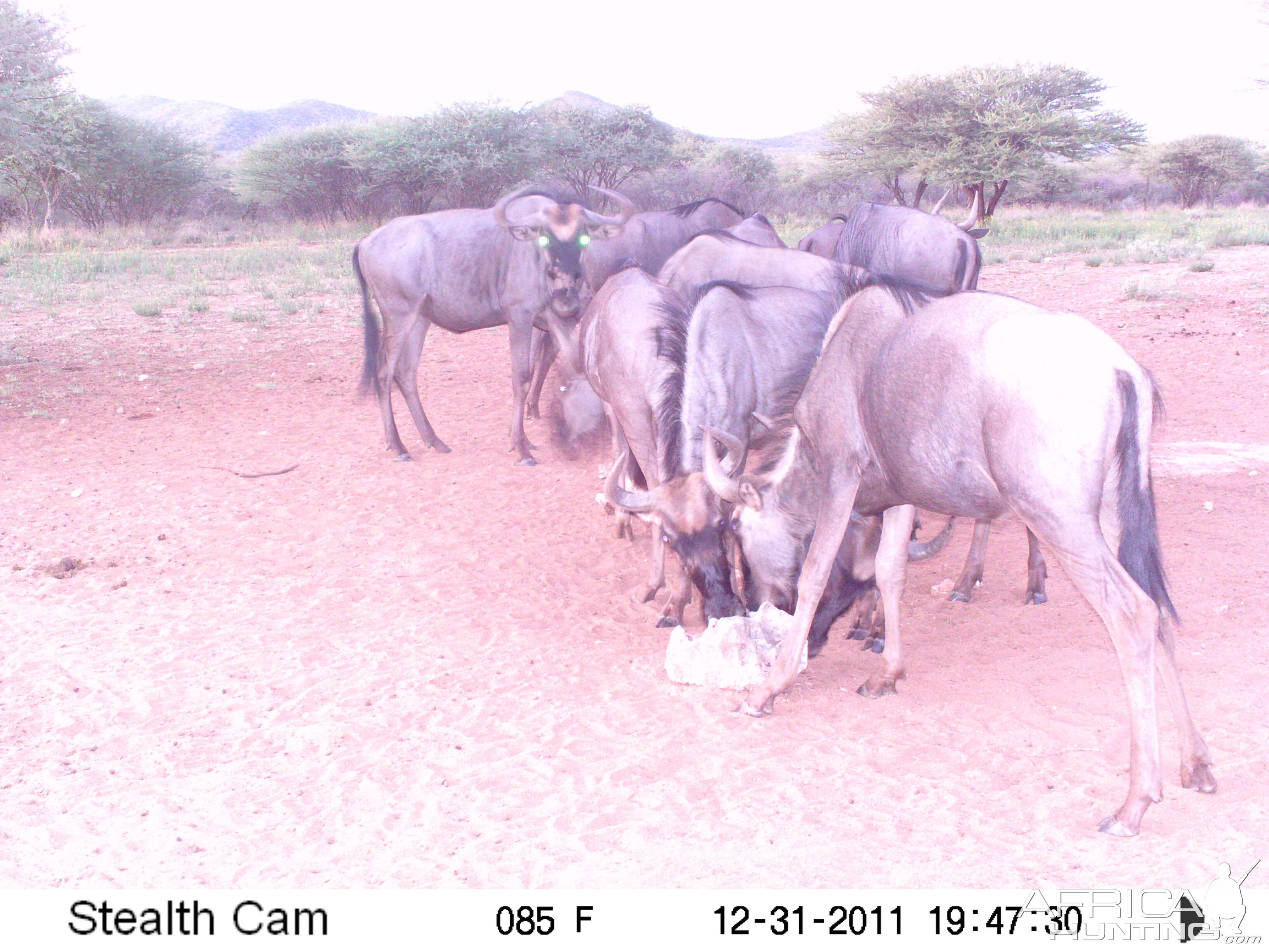 Trail Camera Namibia