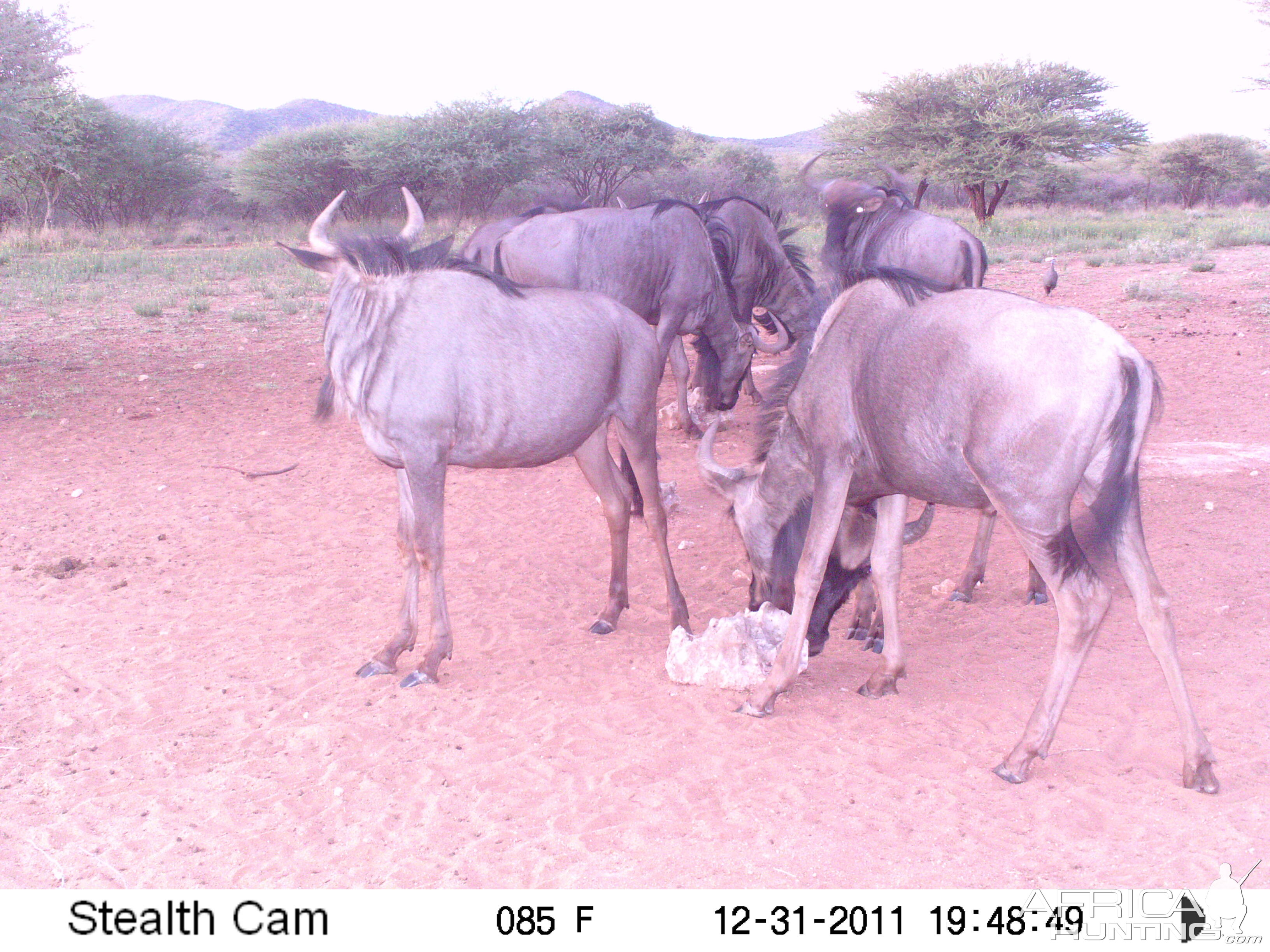 Trail Camera Namibia