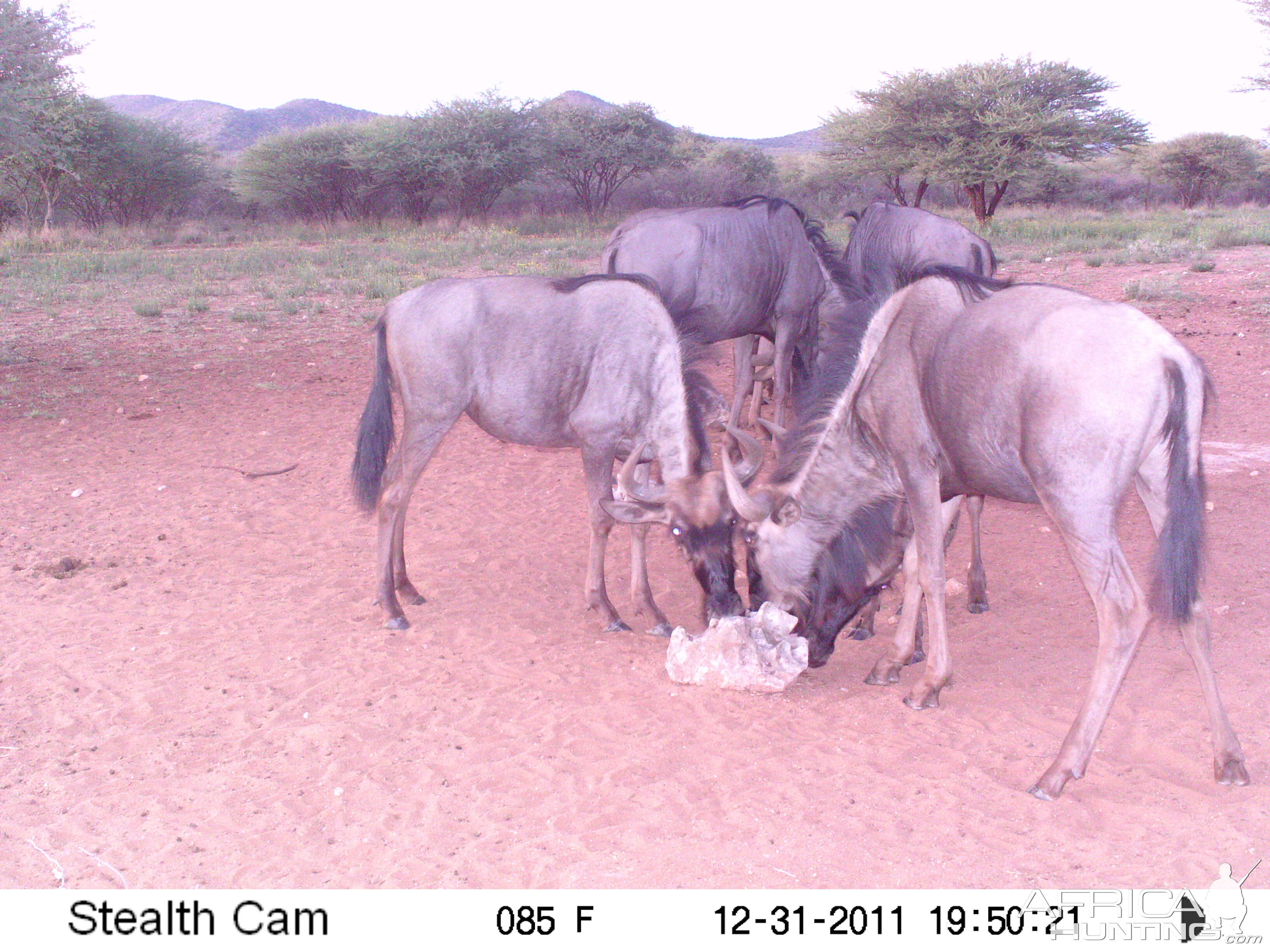 Trail Camera Namibia