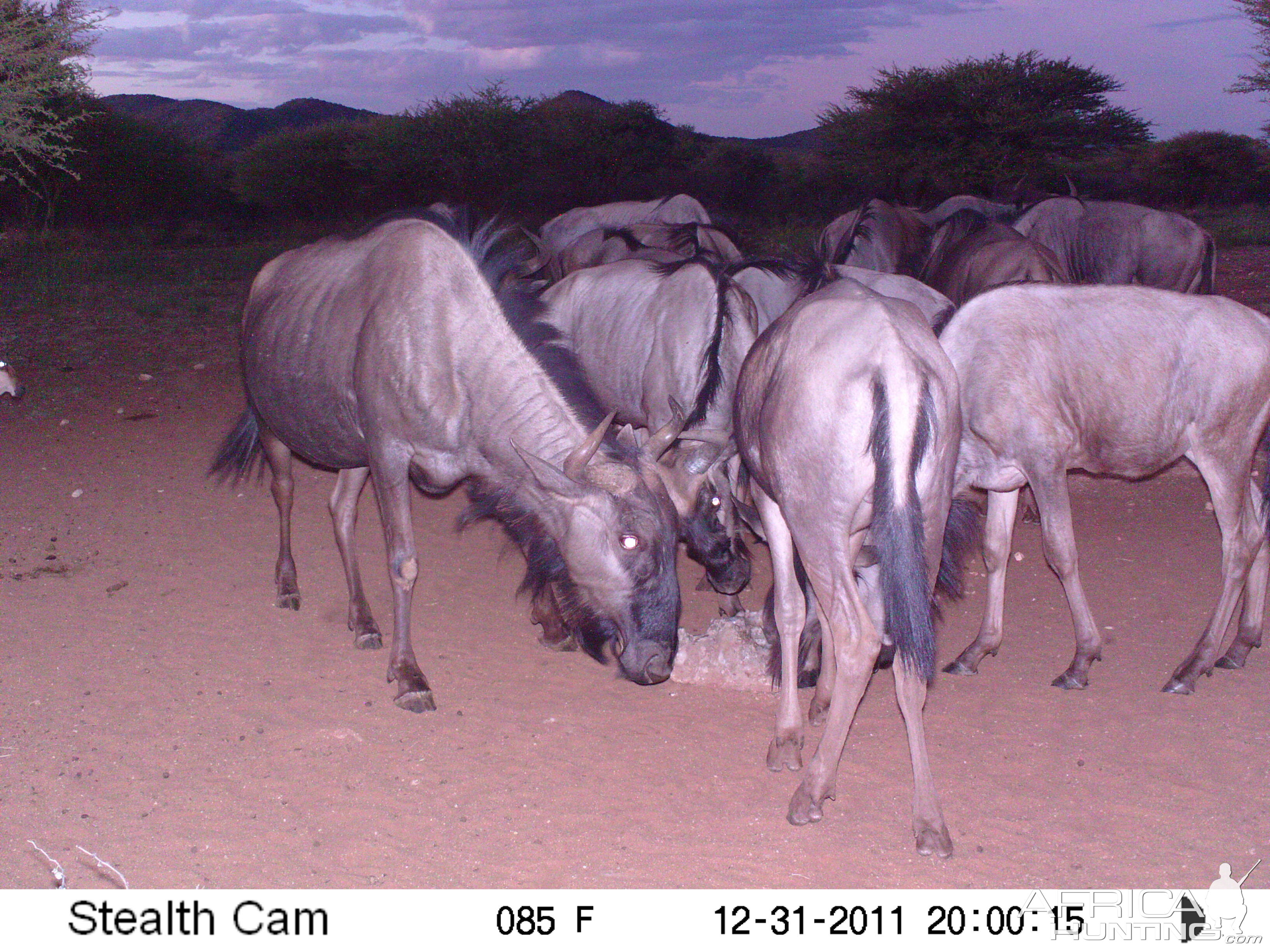 Trail Camera Namibia