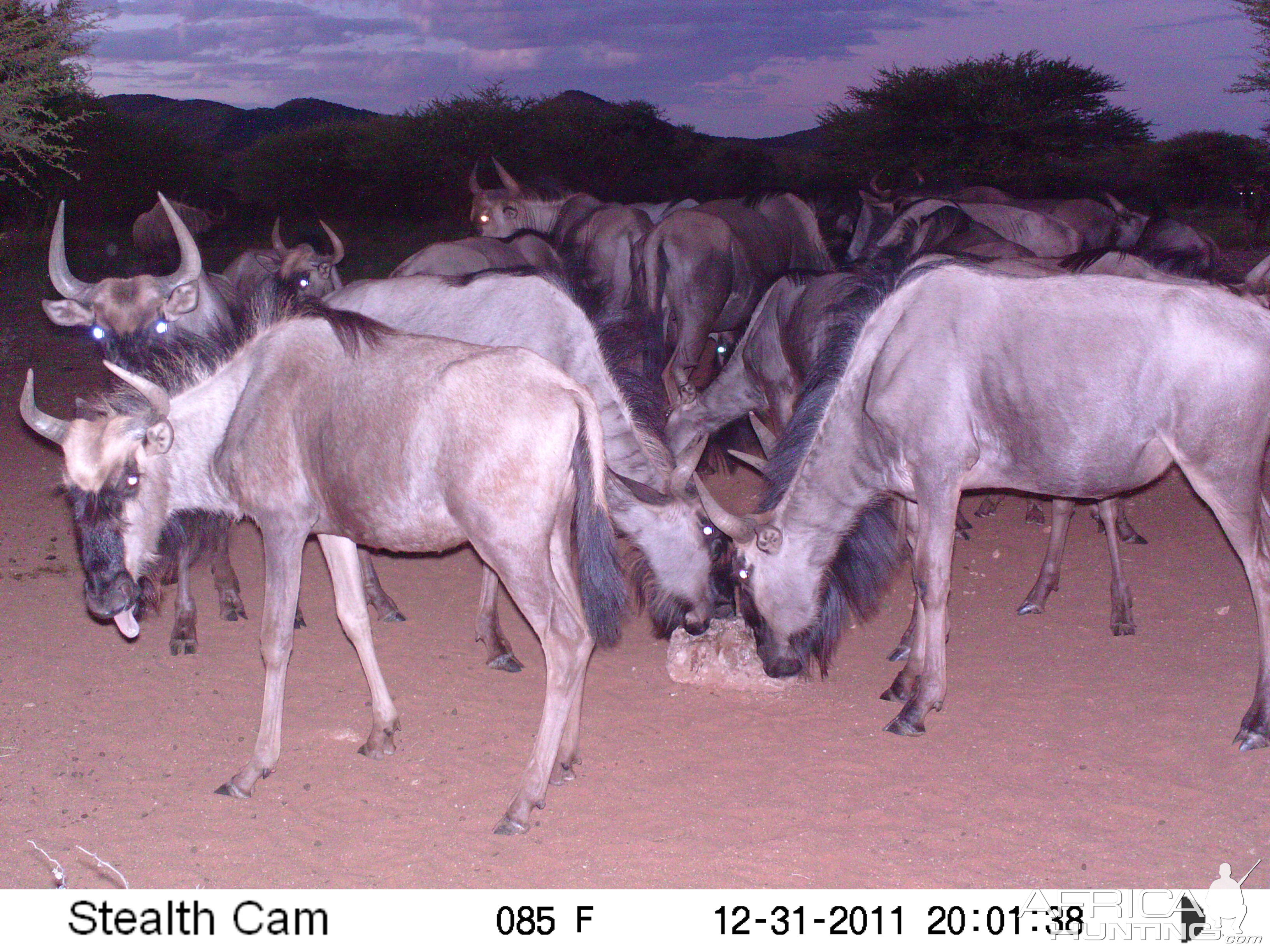 Trail Camera Namibia