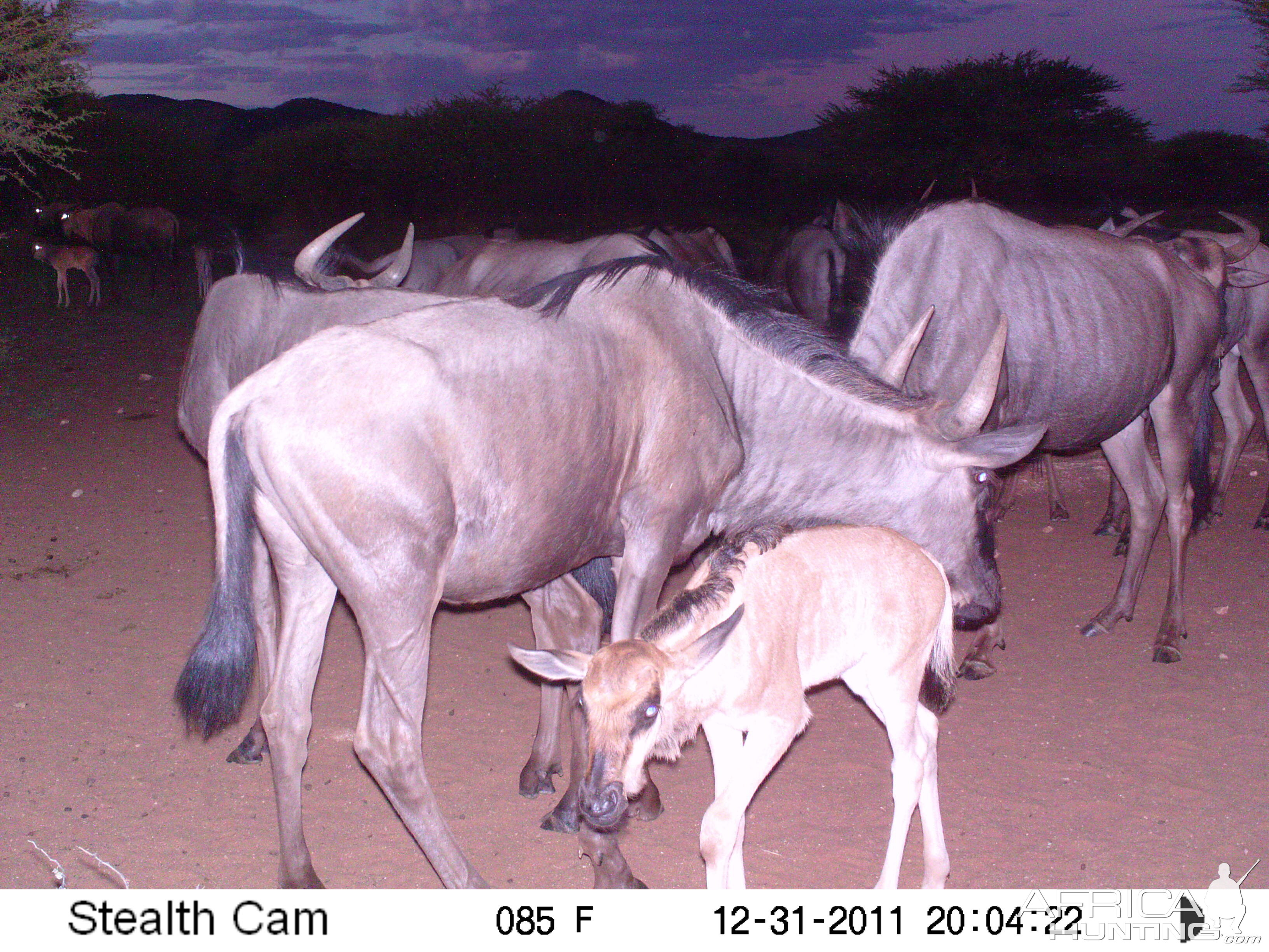 Trail Camera Namibia