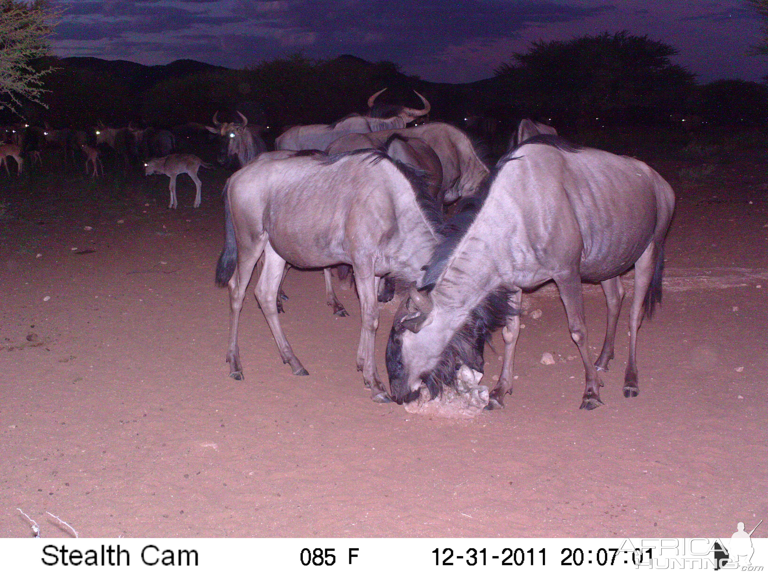 Trail Camera Namibia