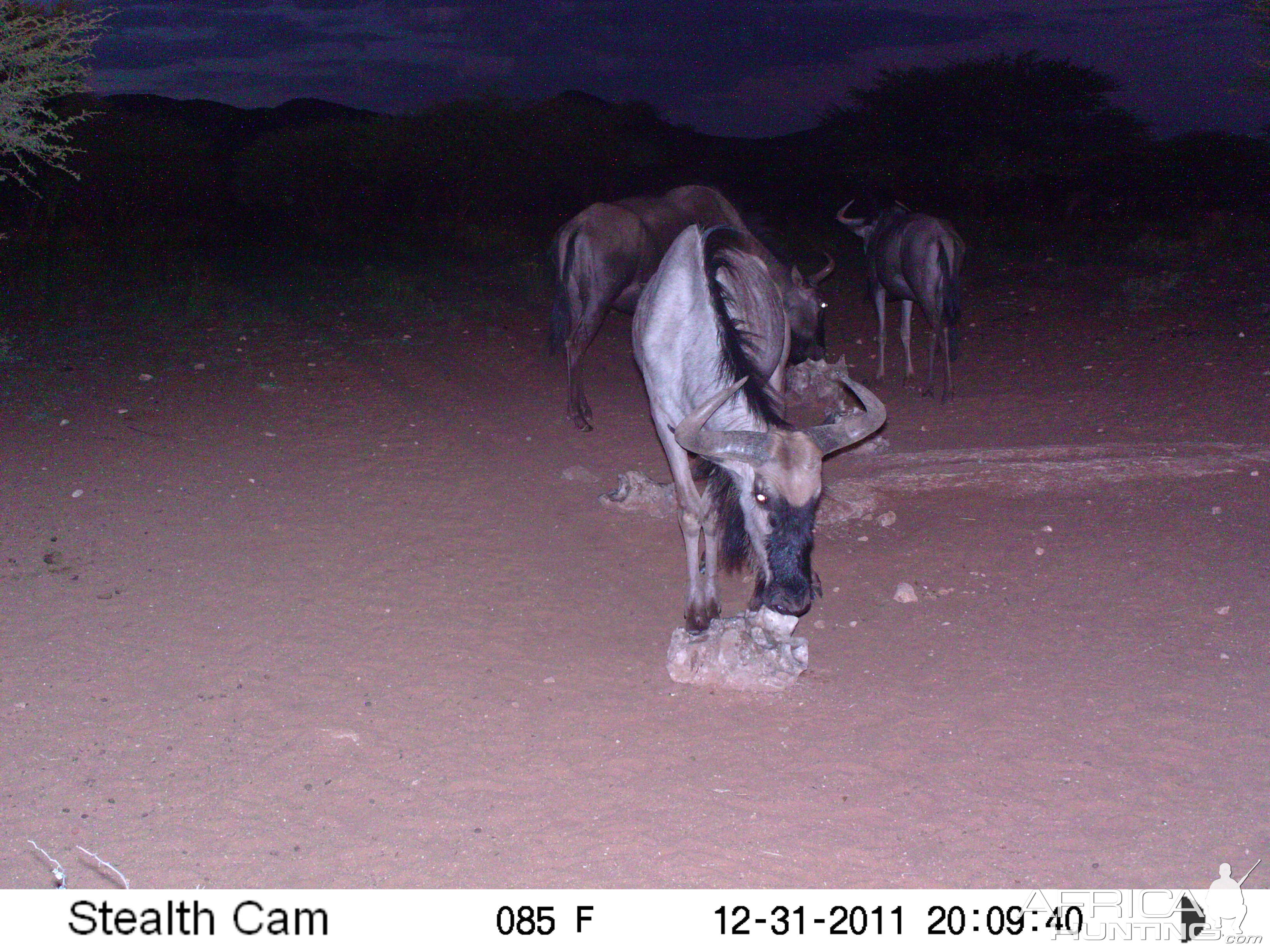 Trail Camera Namibia