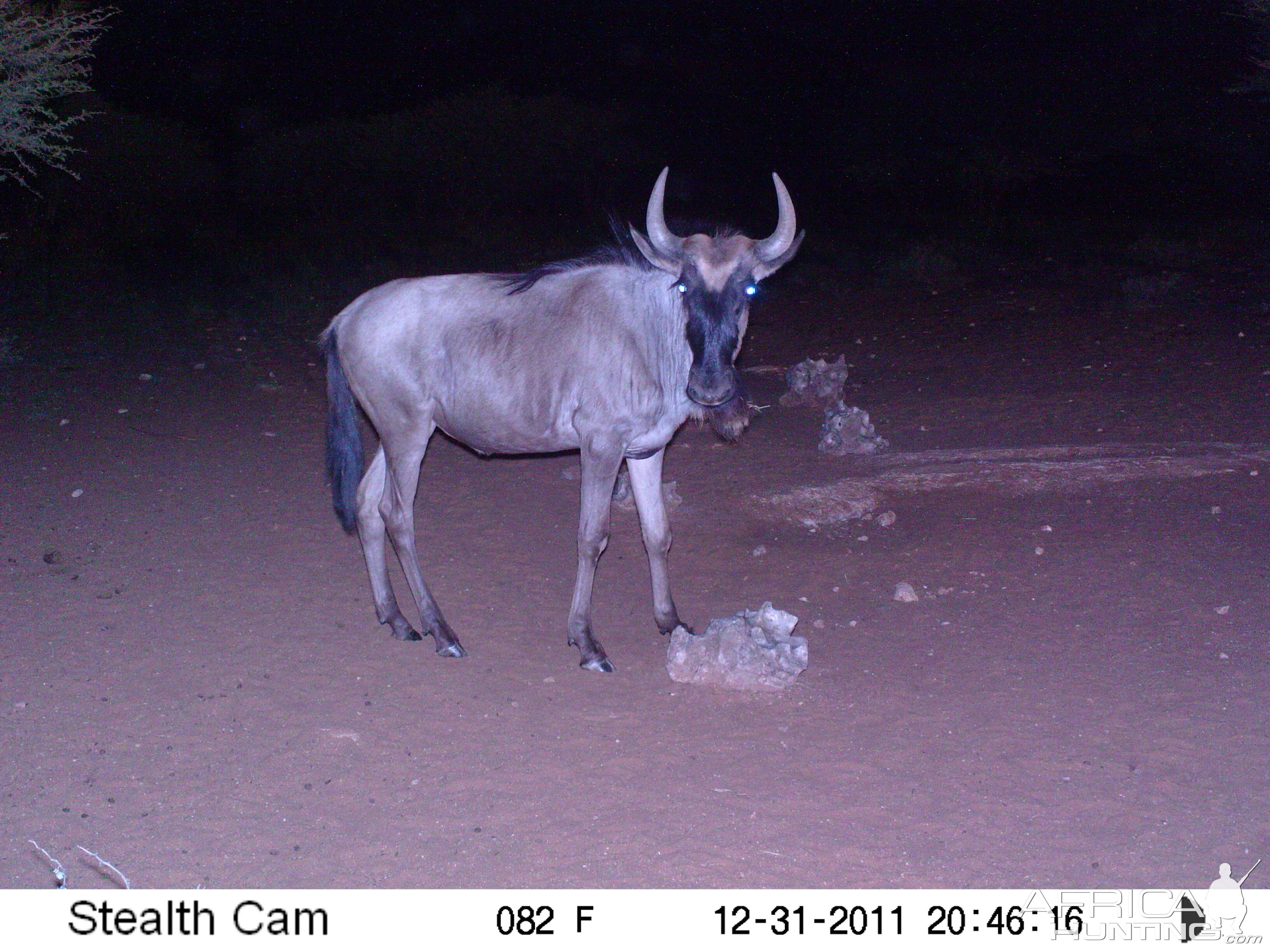 Trail Camera Namibia