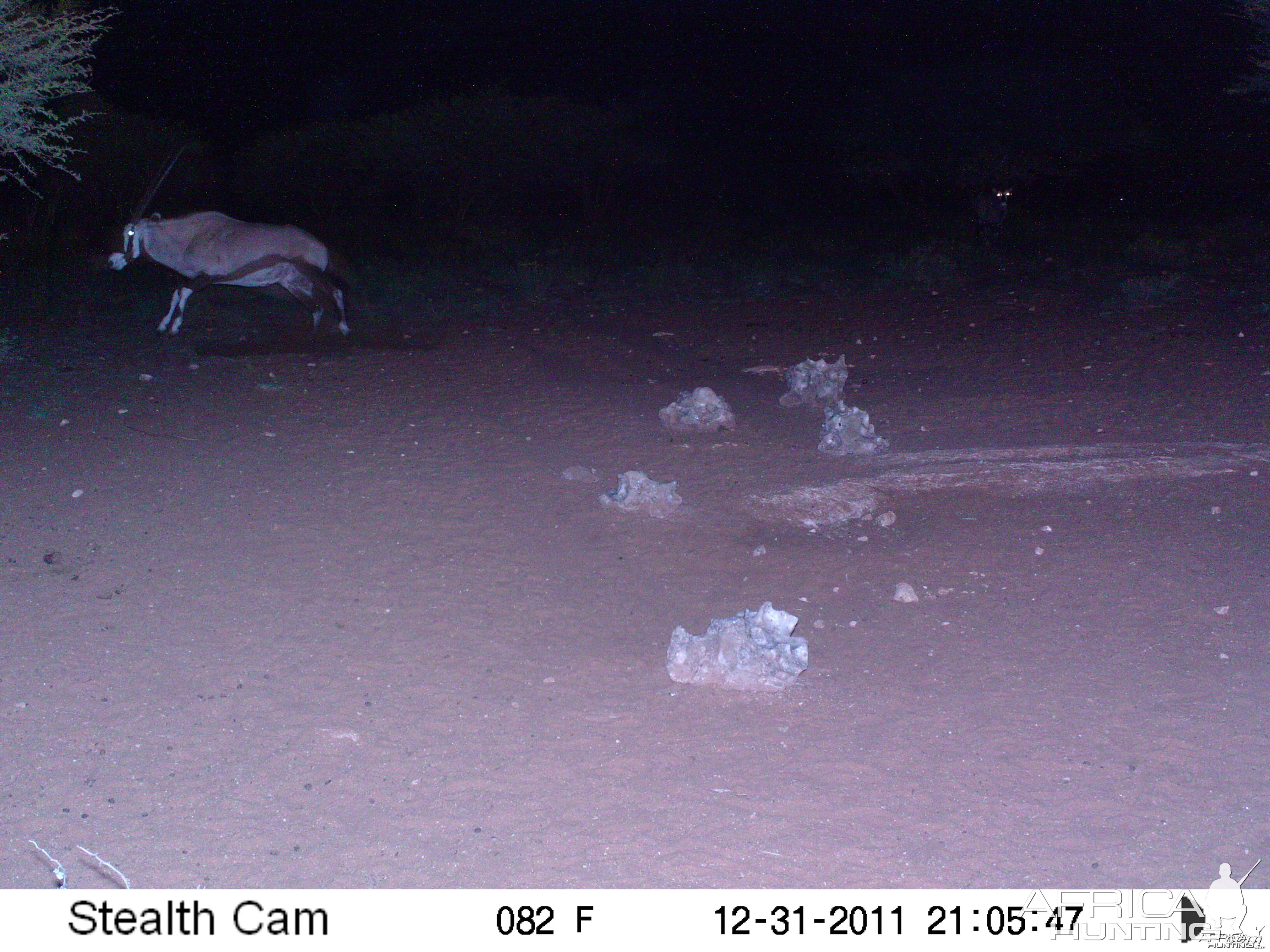 Trail Camera Namibia