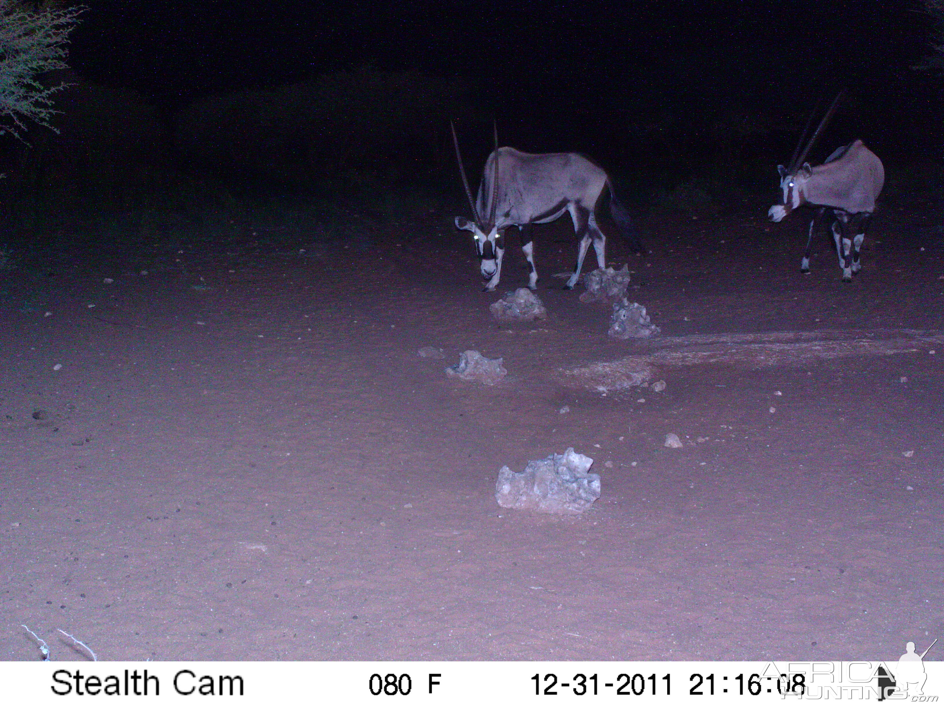 Trail Camera Namibia