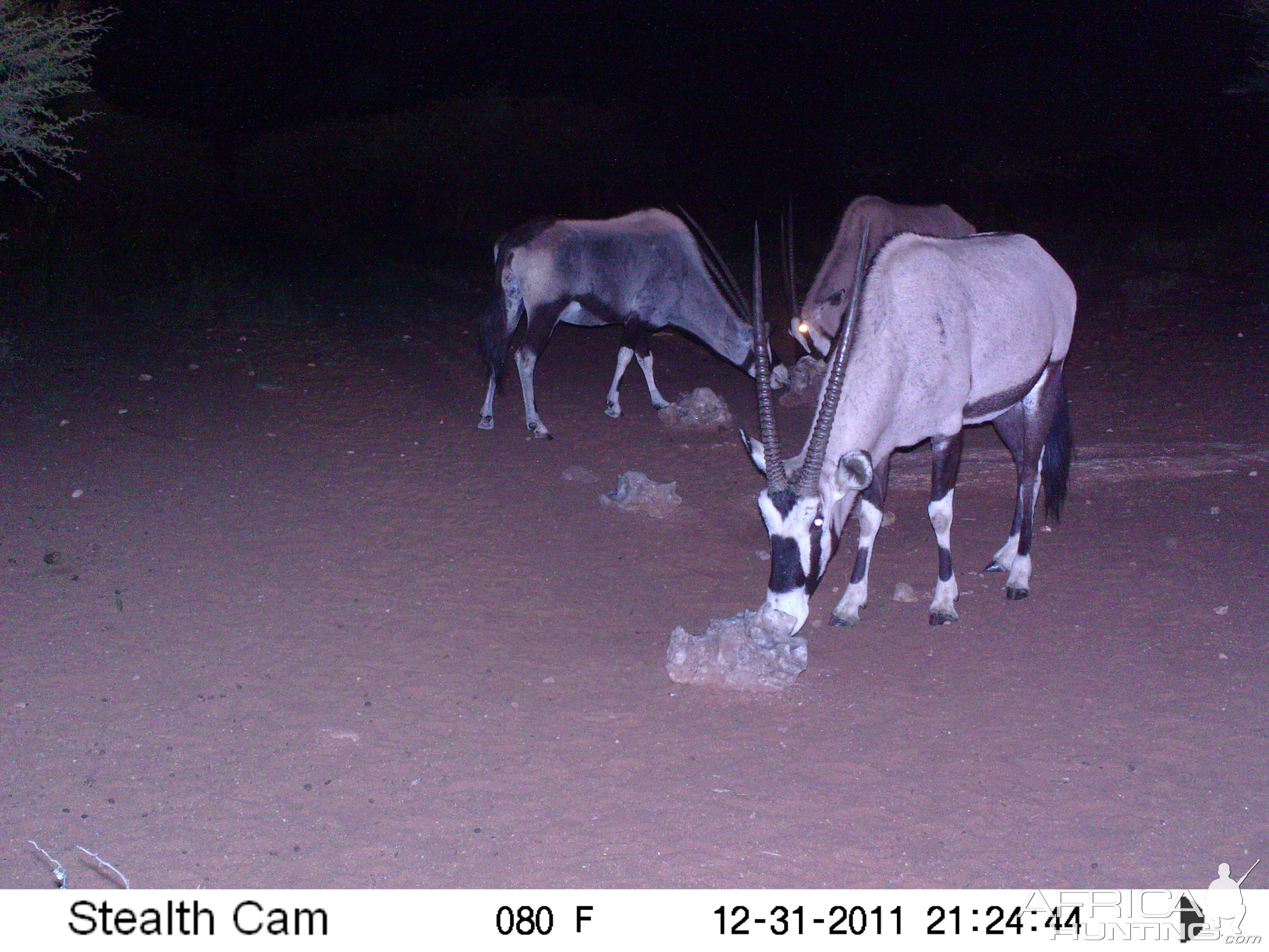 Trail Camera Namibia