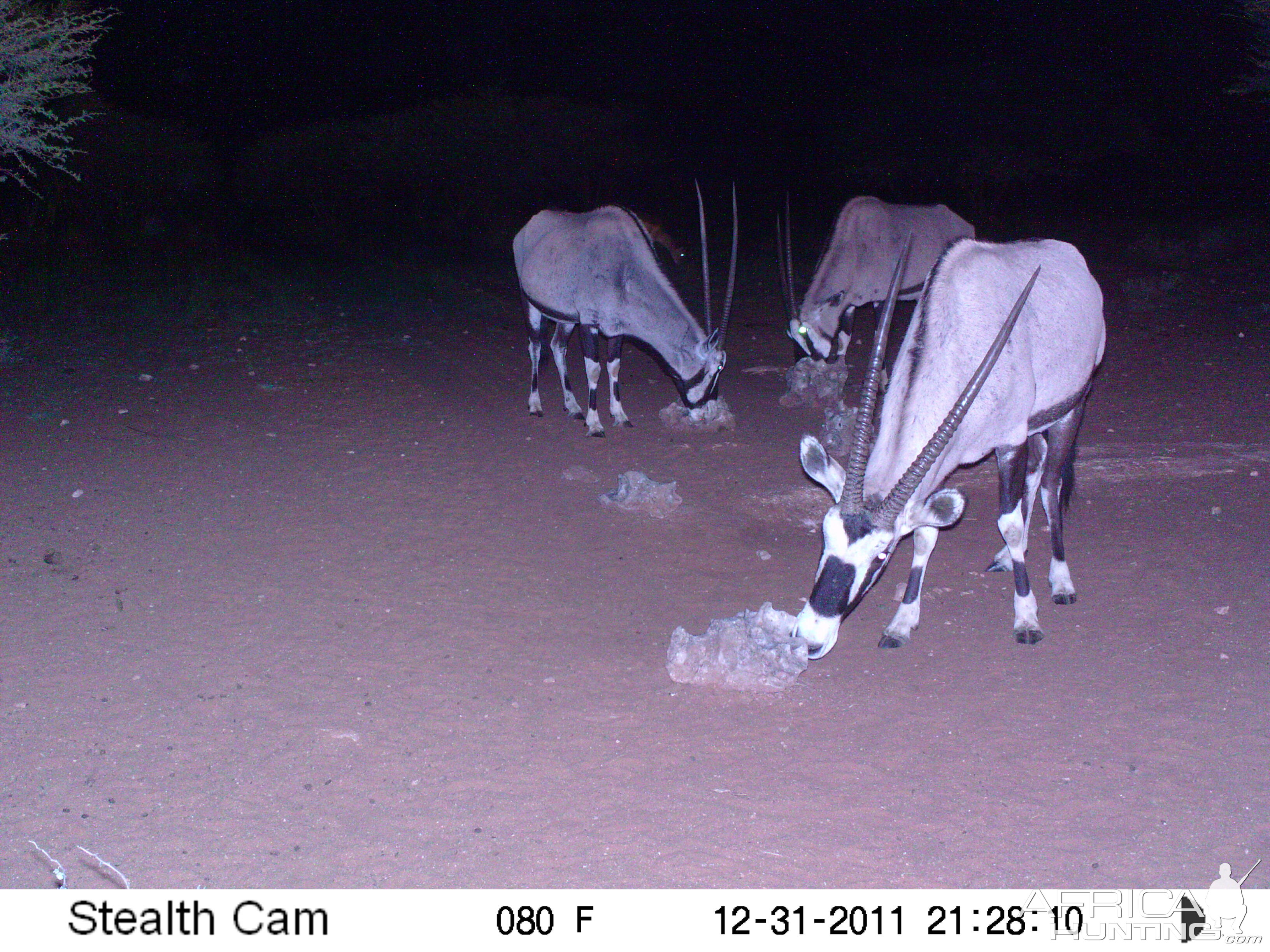 Trail Camera Namibia