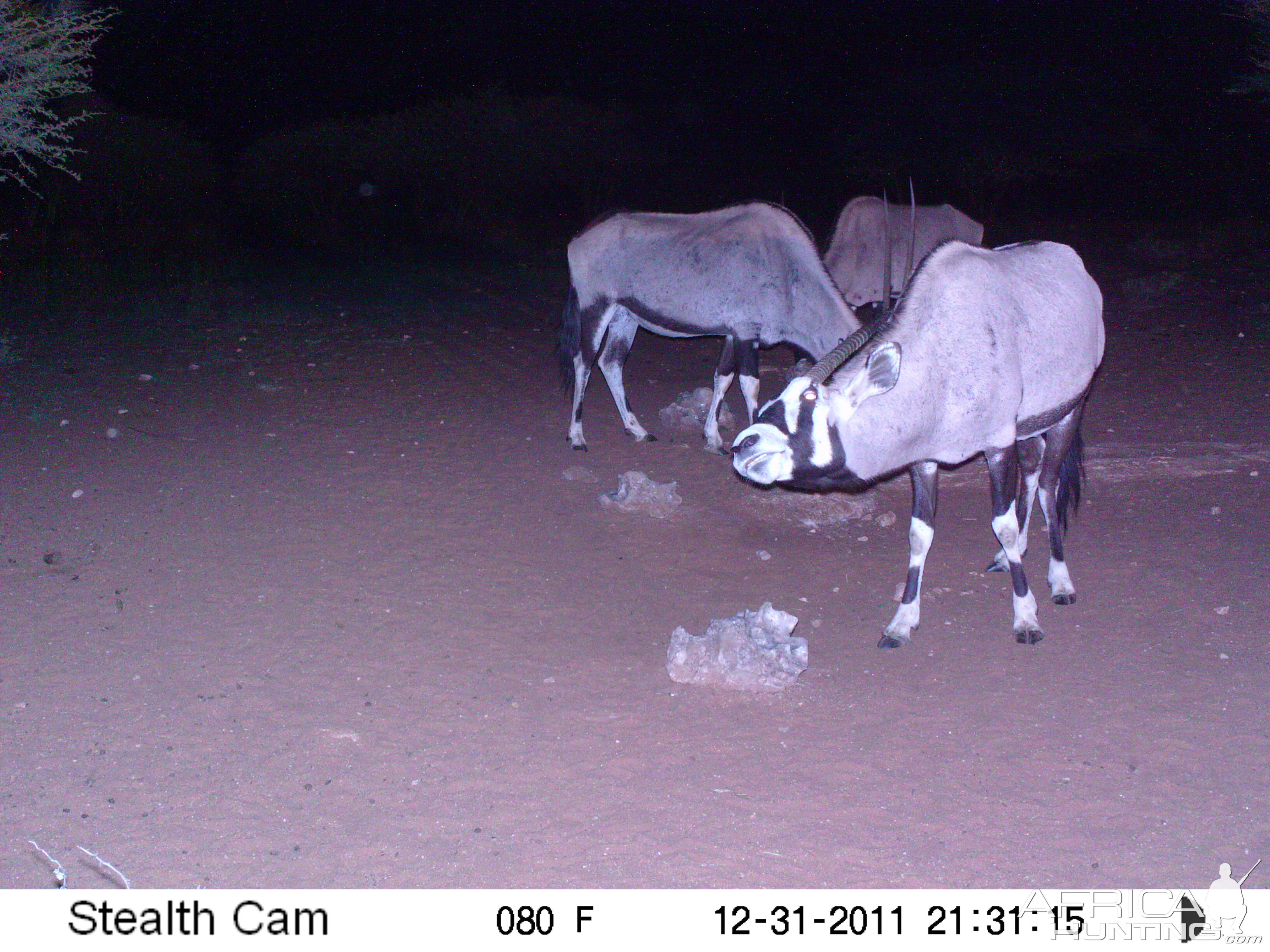 Trail Camera Namibia