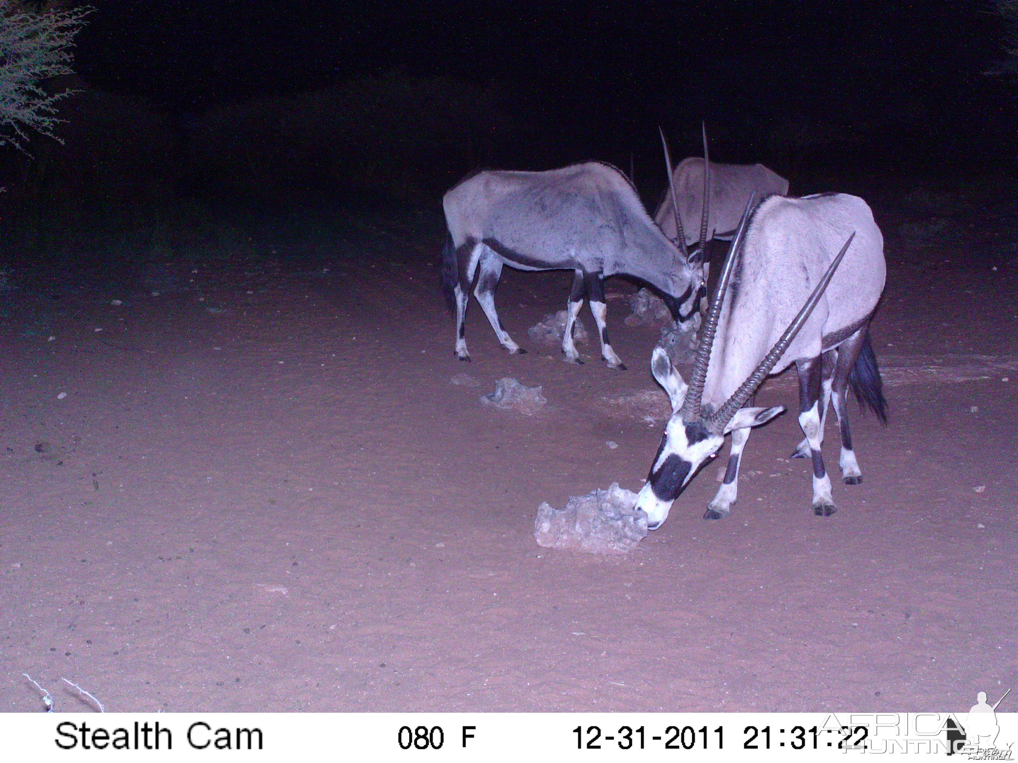 Trail Camera Namibia