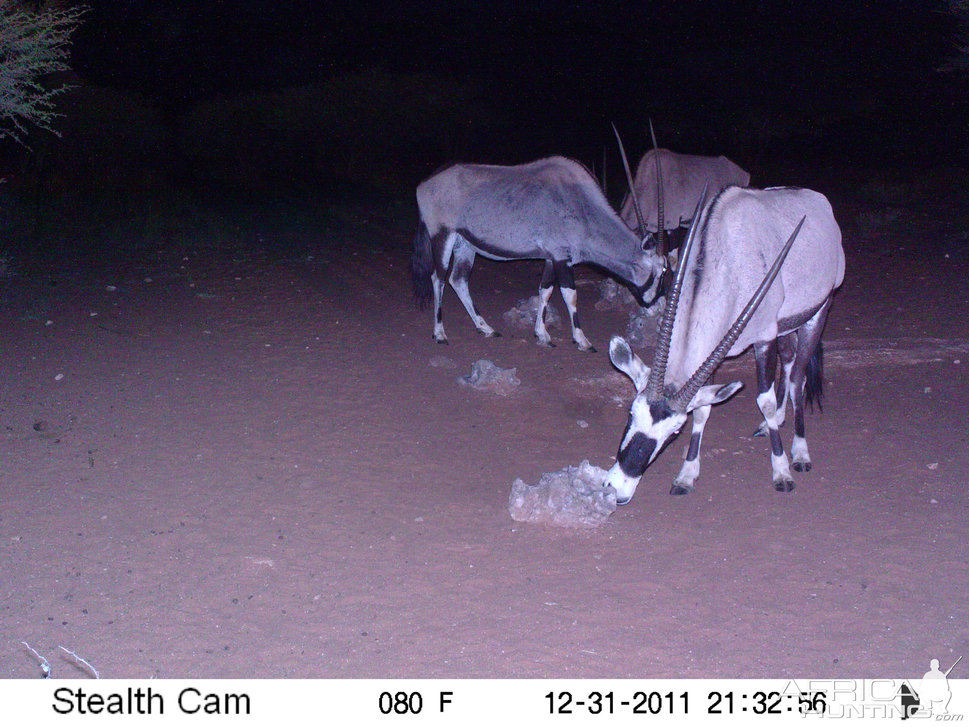 Trail Camera Namibia