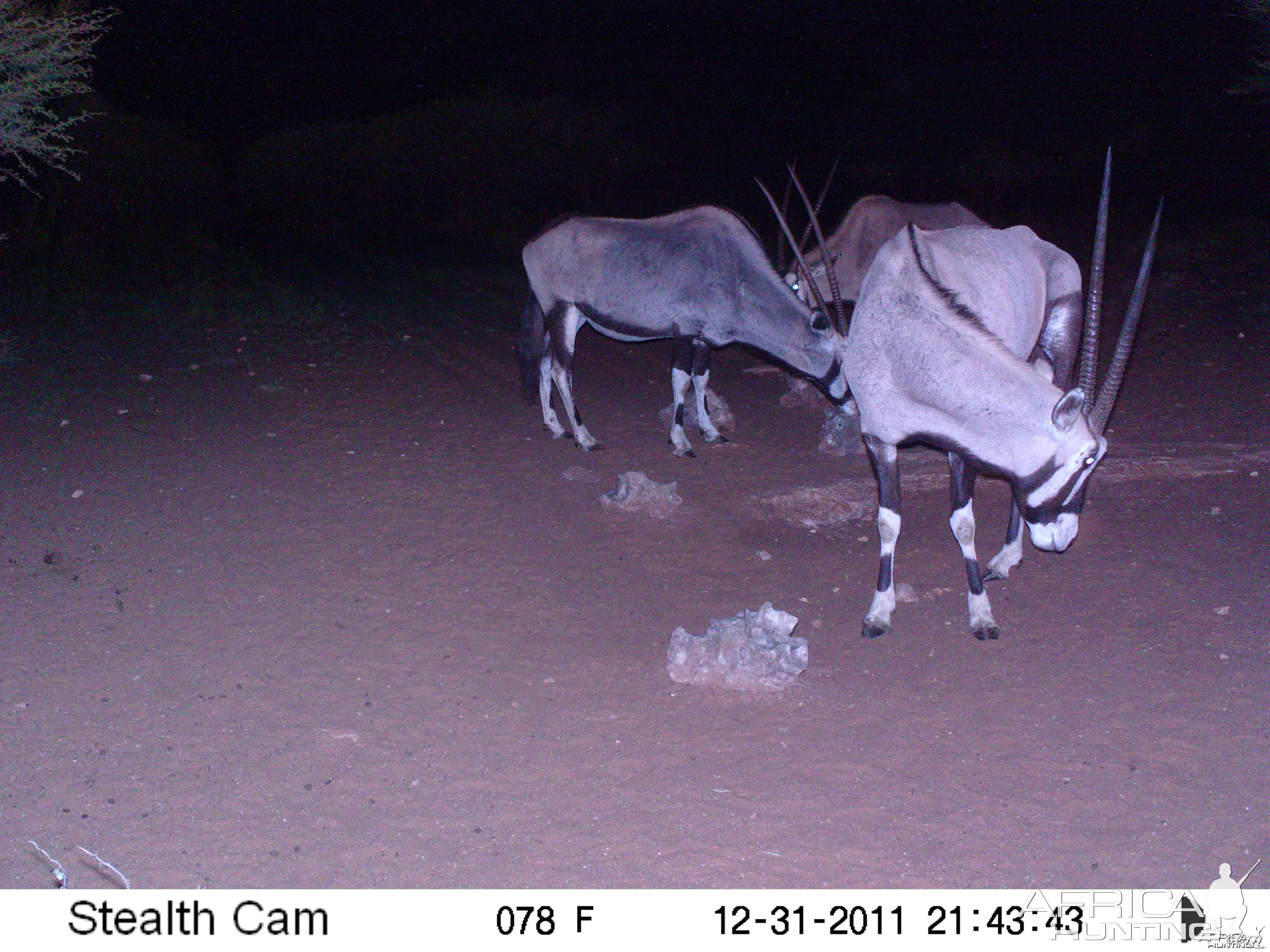 Trail Camera Namibia