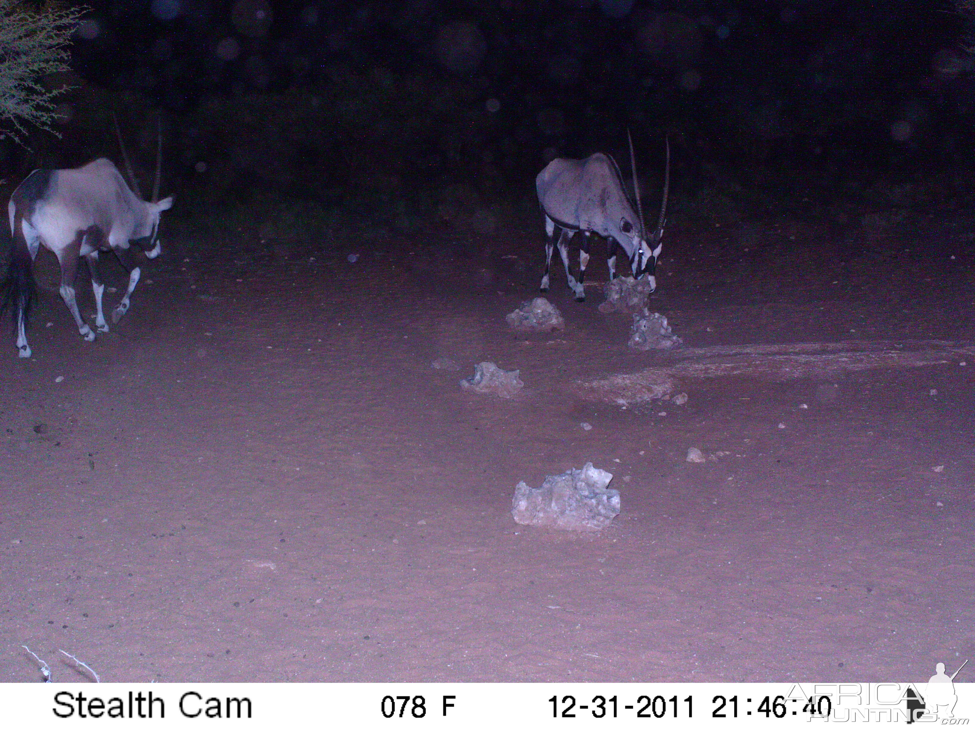 Trail Camera Namibia