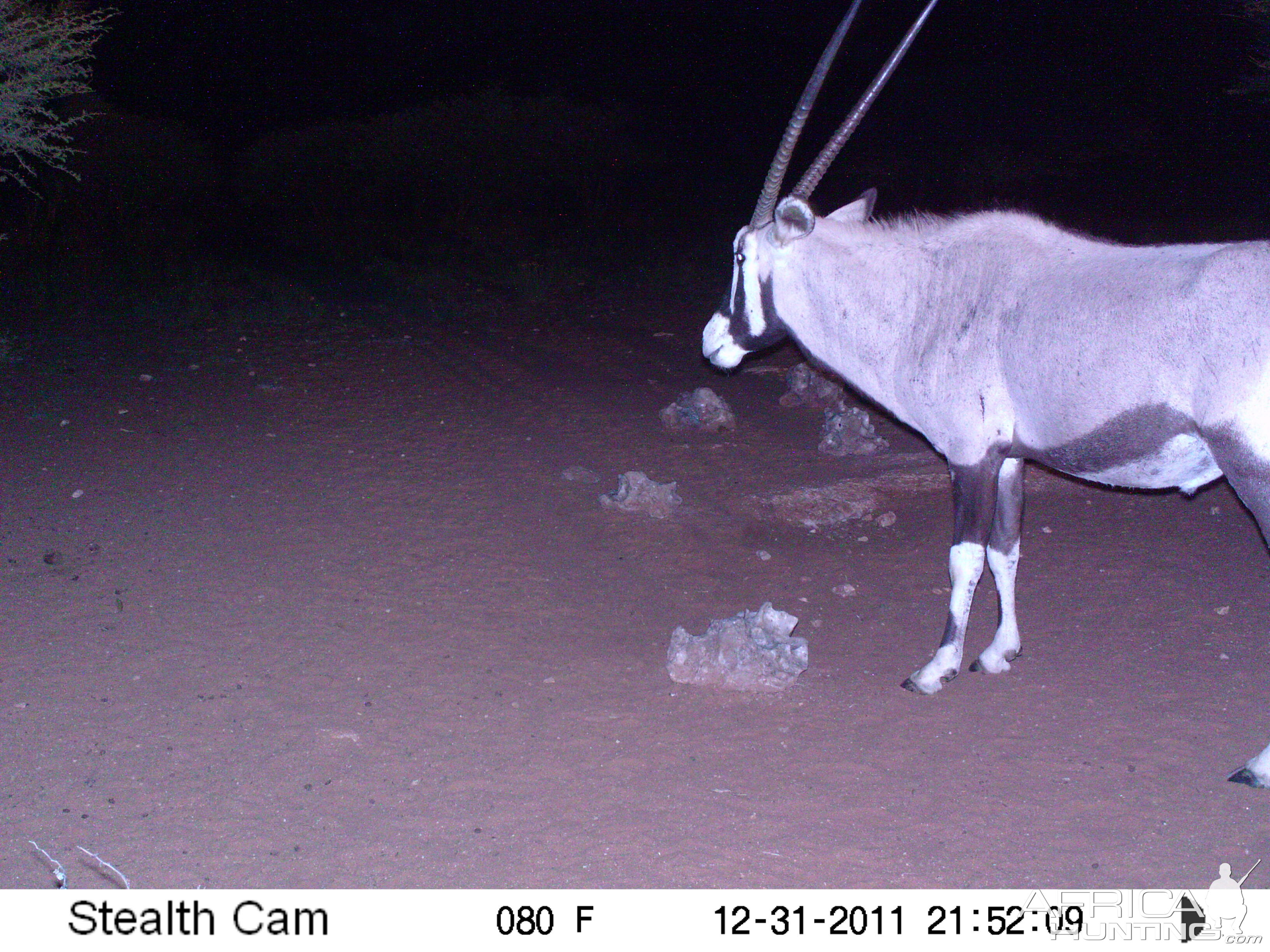 Trail Camera Namibia