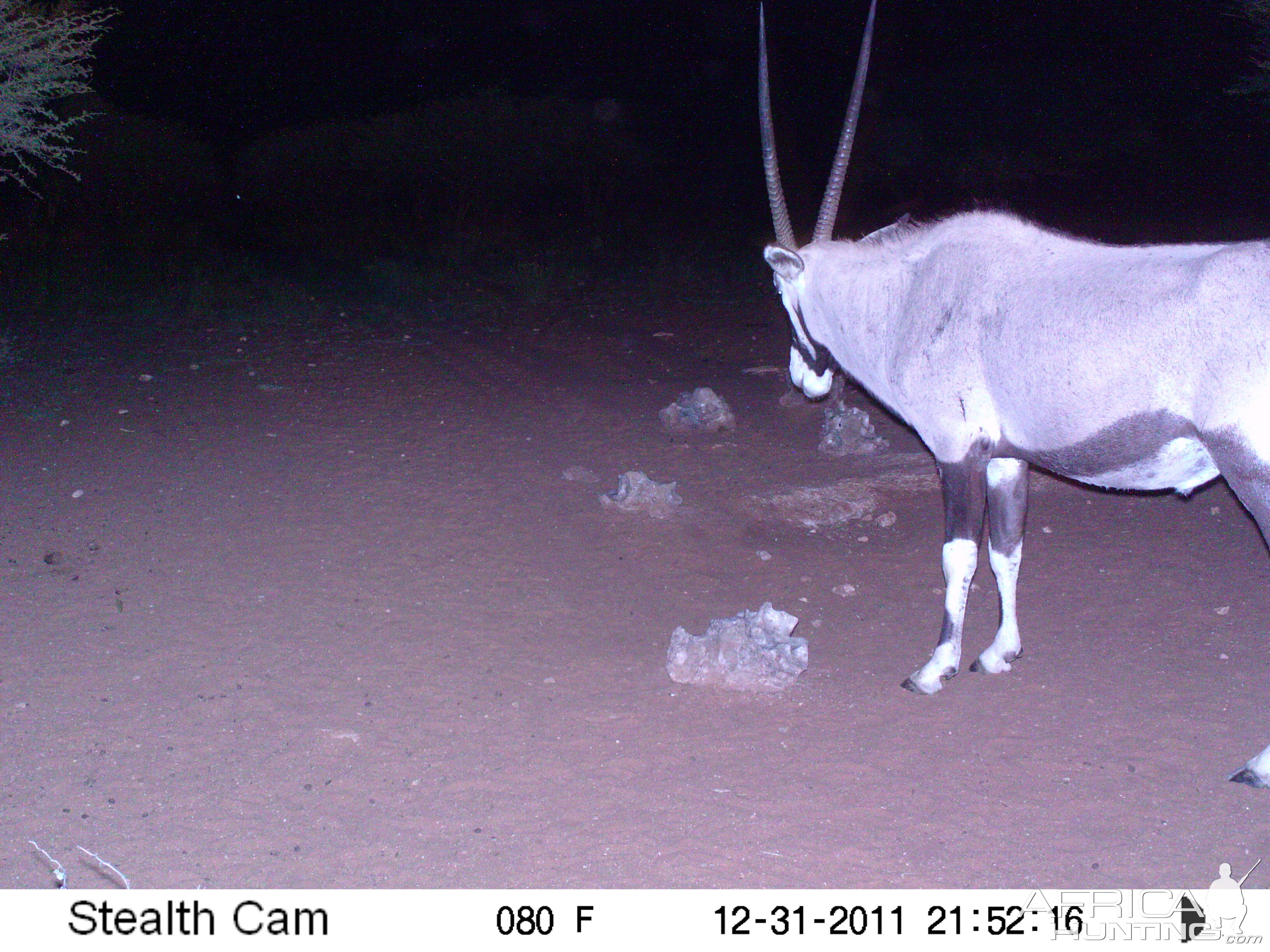 Trail Camera Namibia