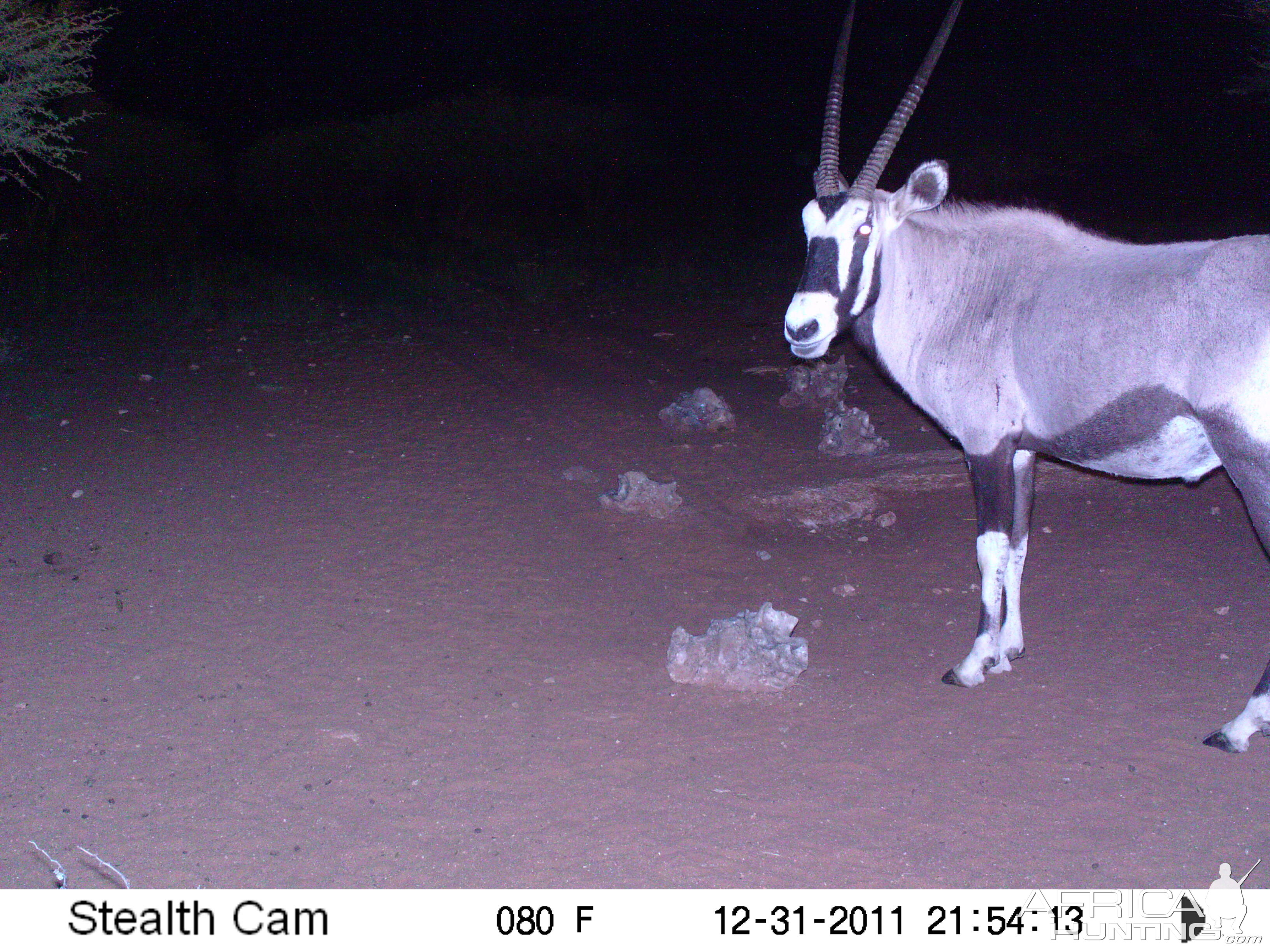 Trail Camera Namibia