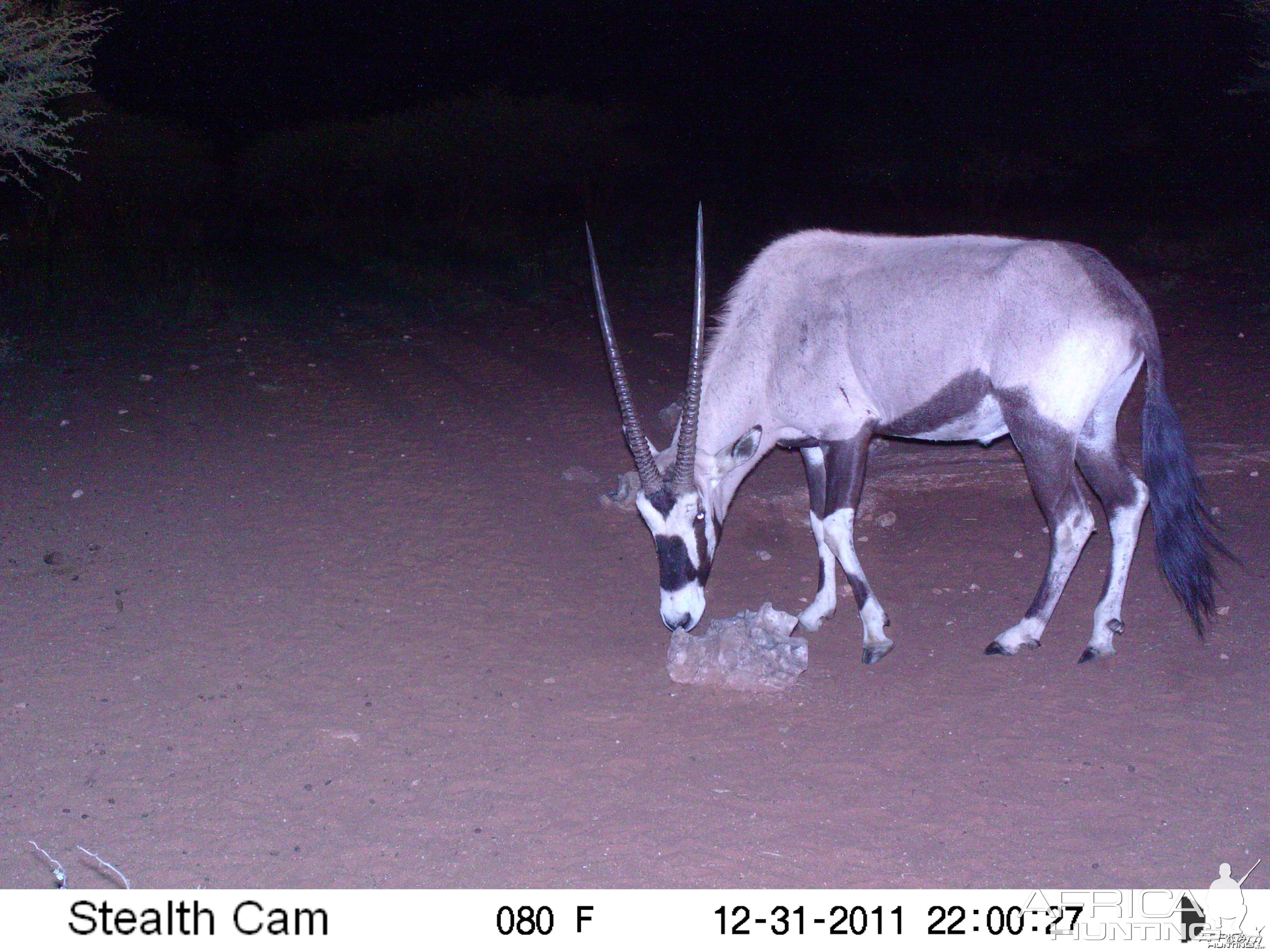 Trail Camera Namibia