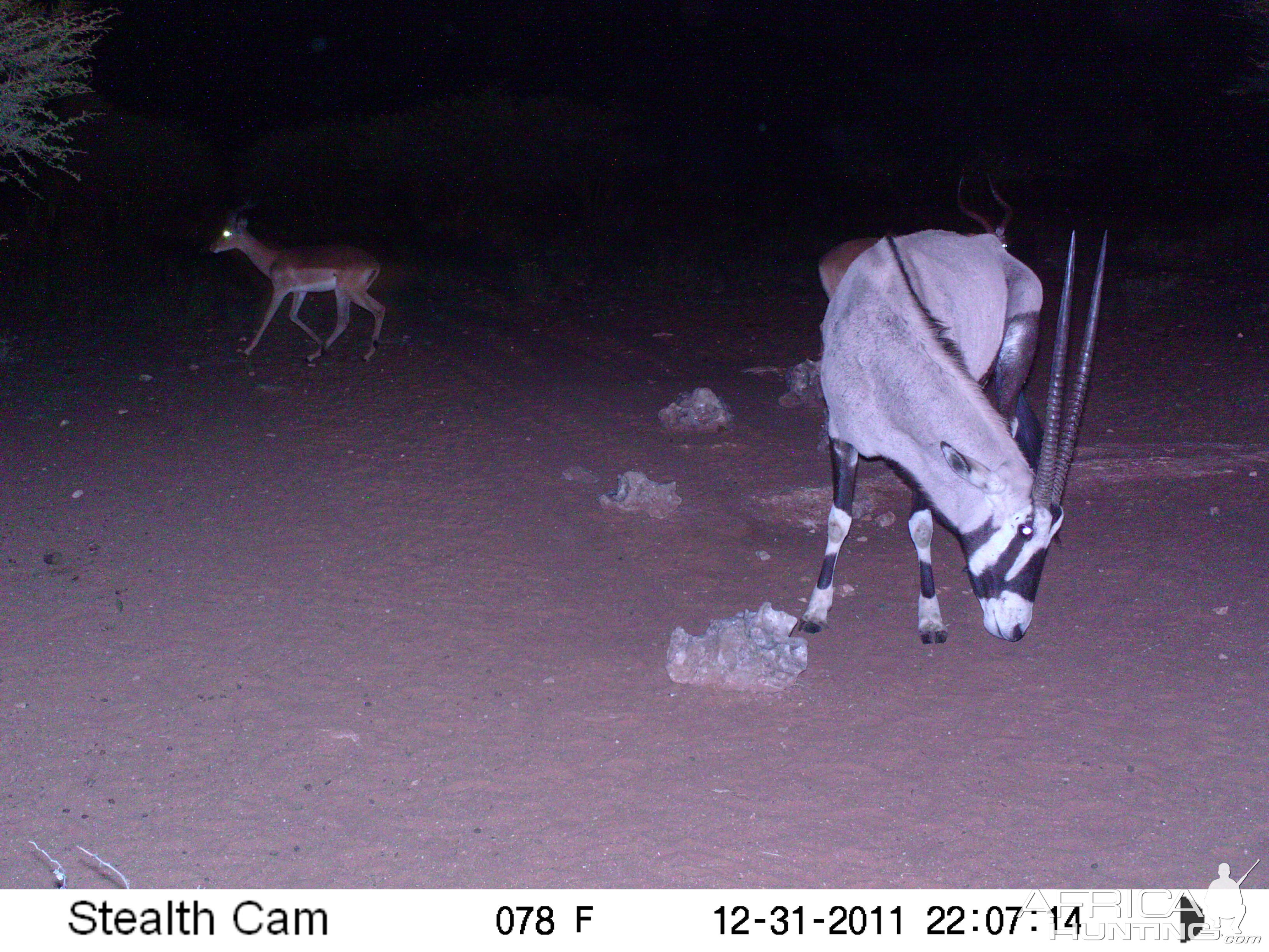 Trail Camera Namibia