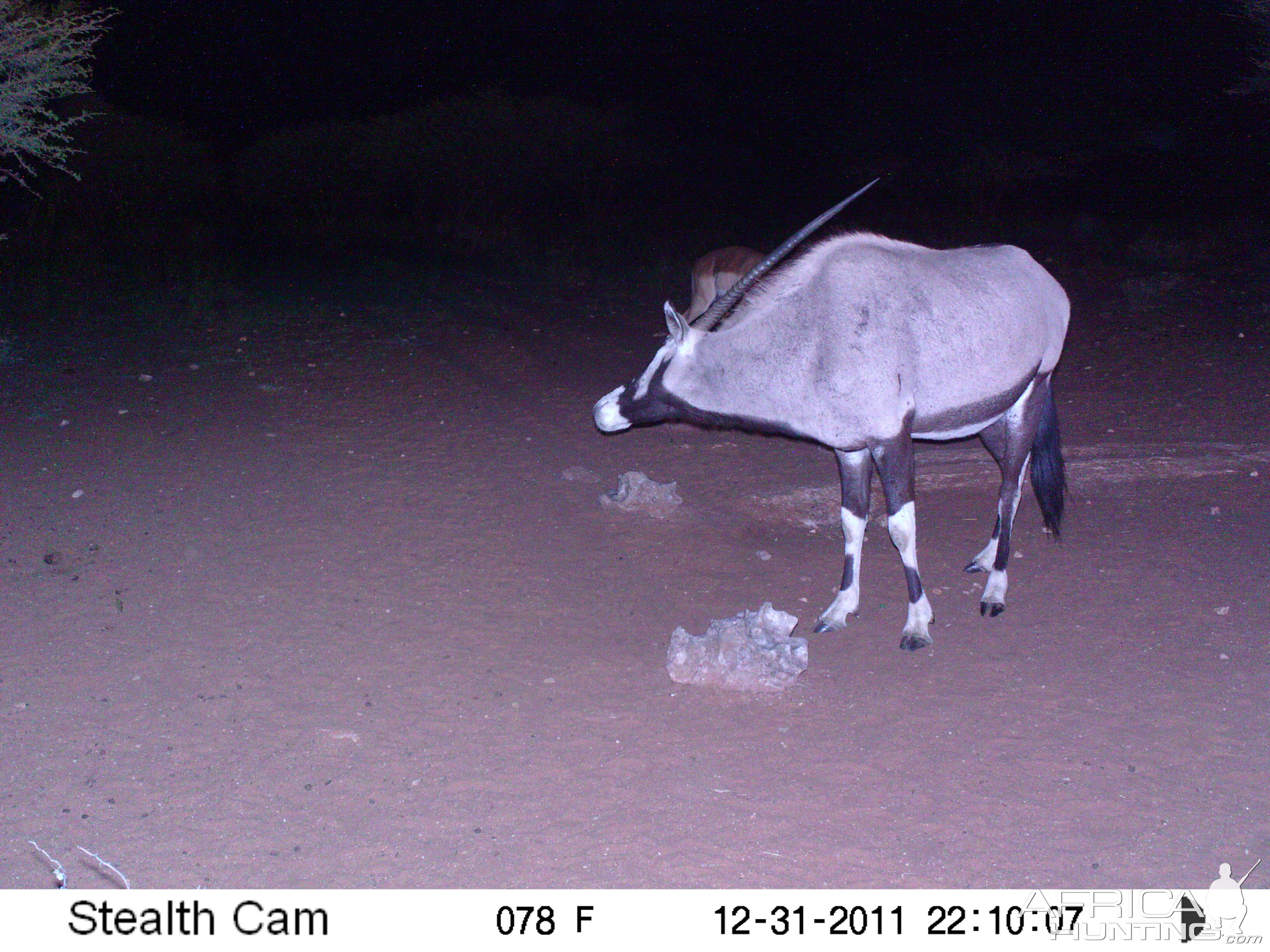 Trail Camera Namibia