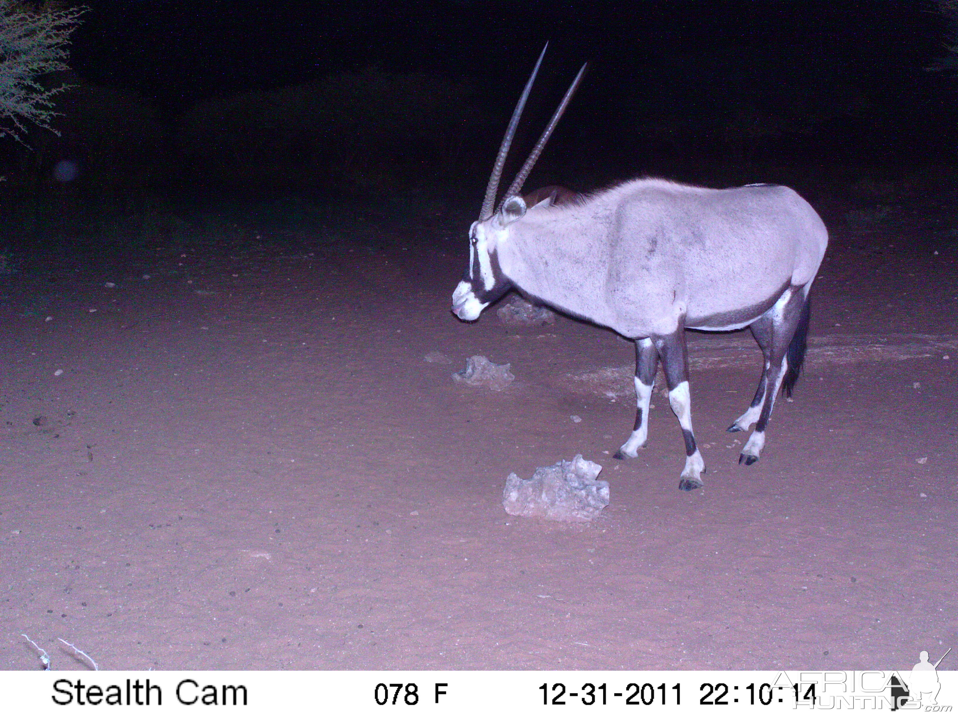 Trail Camera Namibia