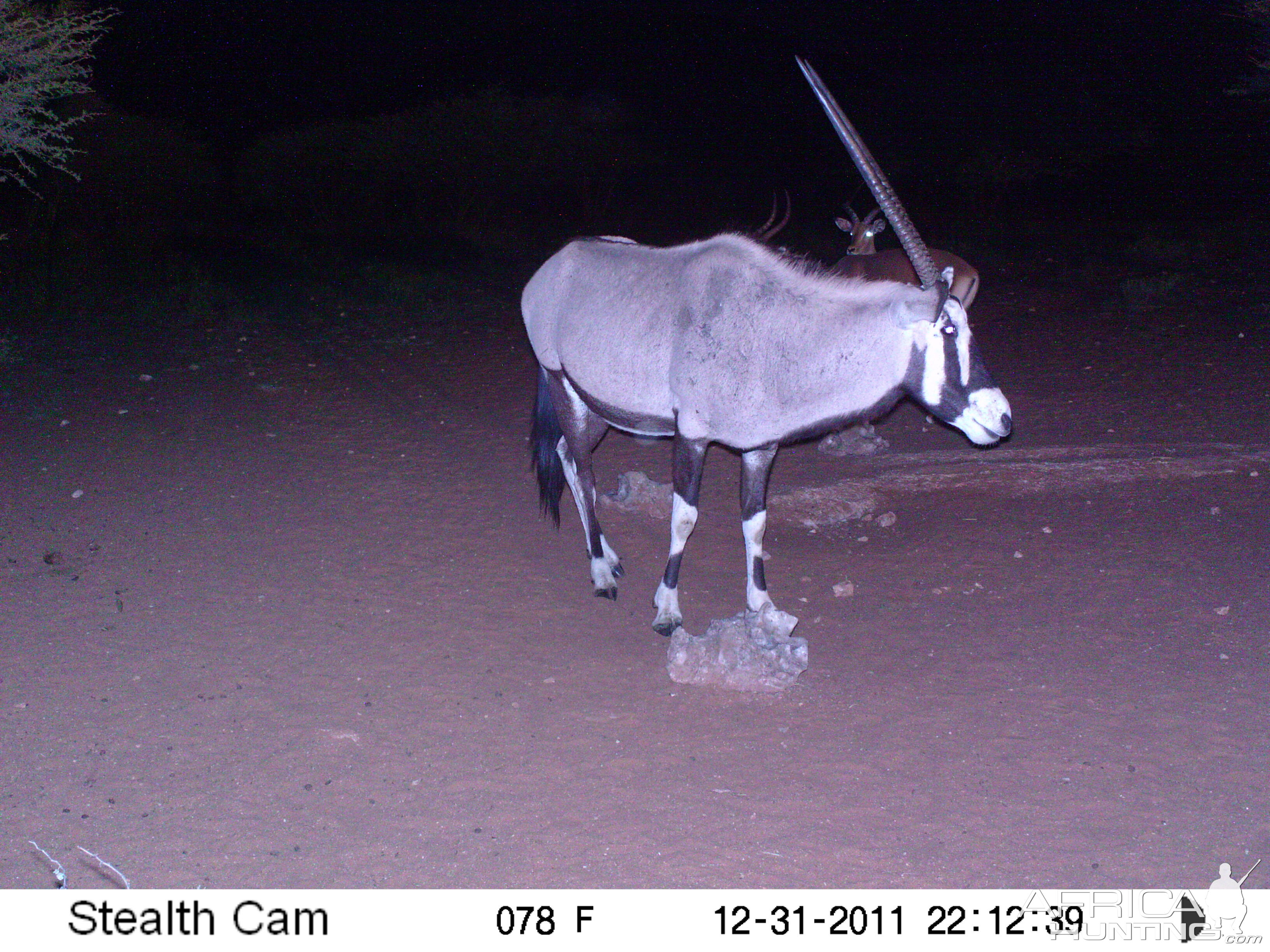 Trail Camera Namibia