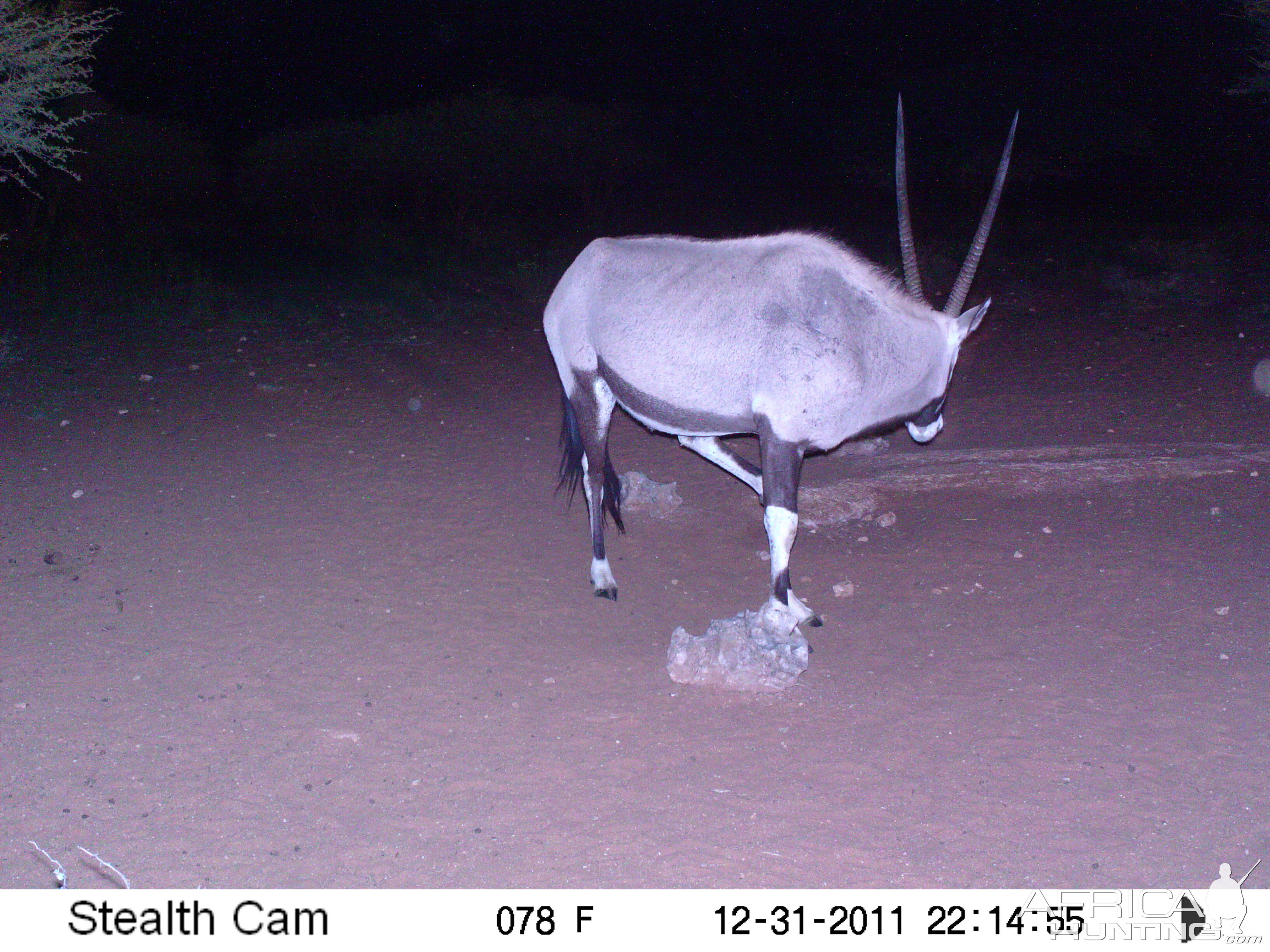 Trail Camera Namibia