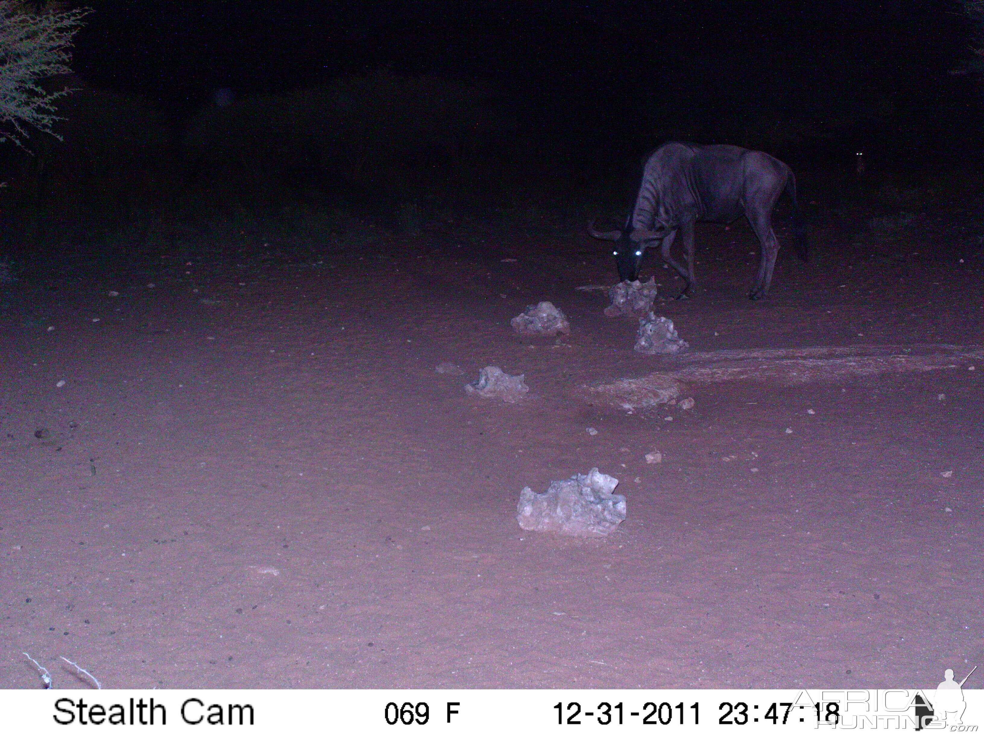 Trail Camera Namibia