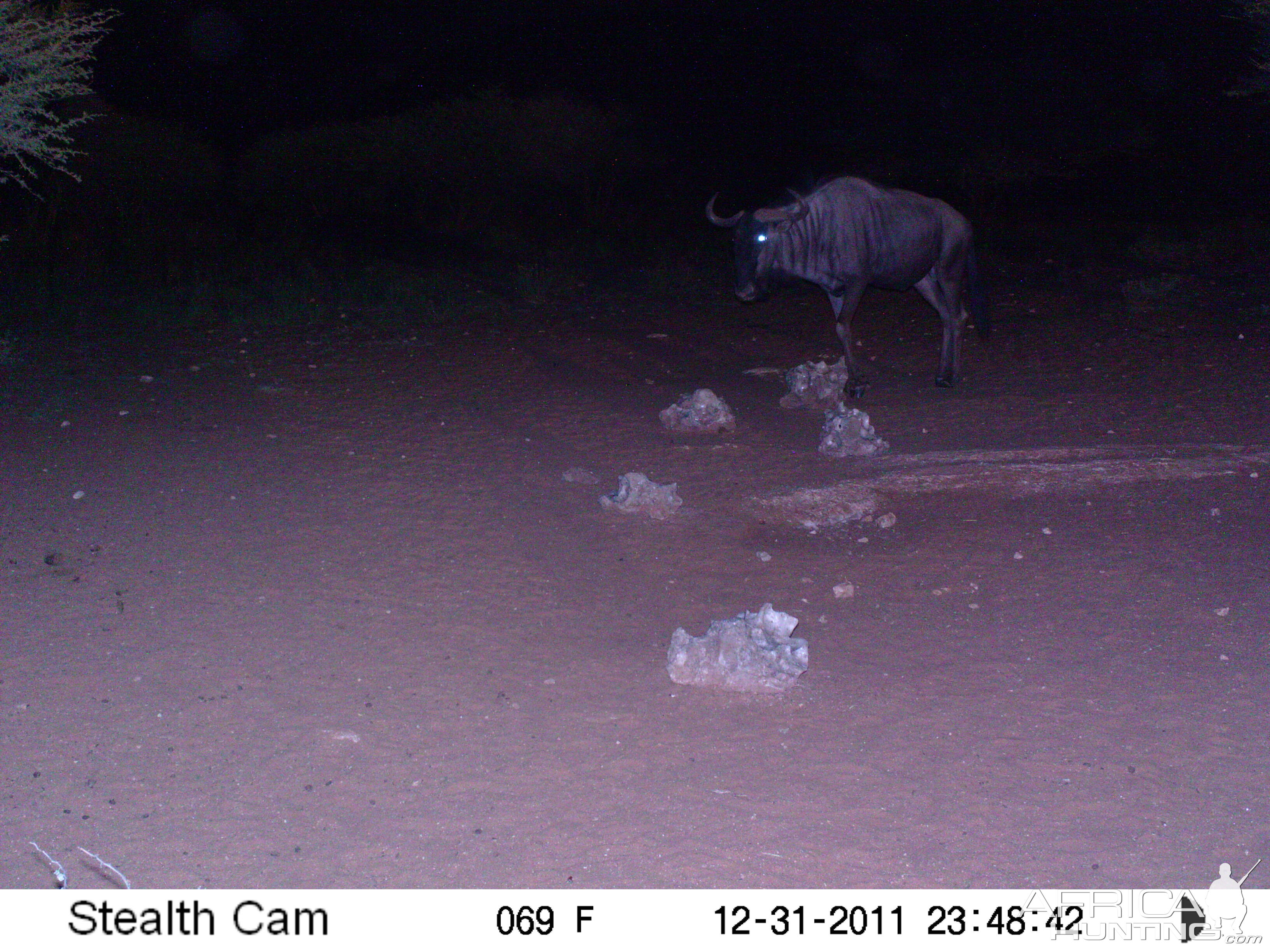 Trail Camera Namibia