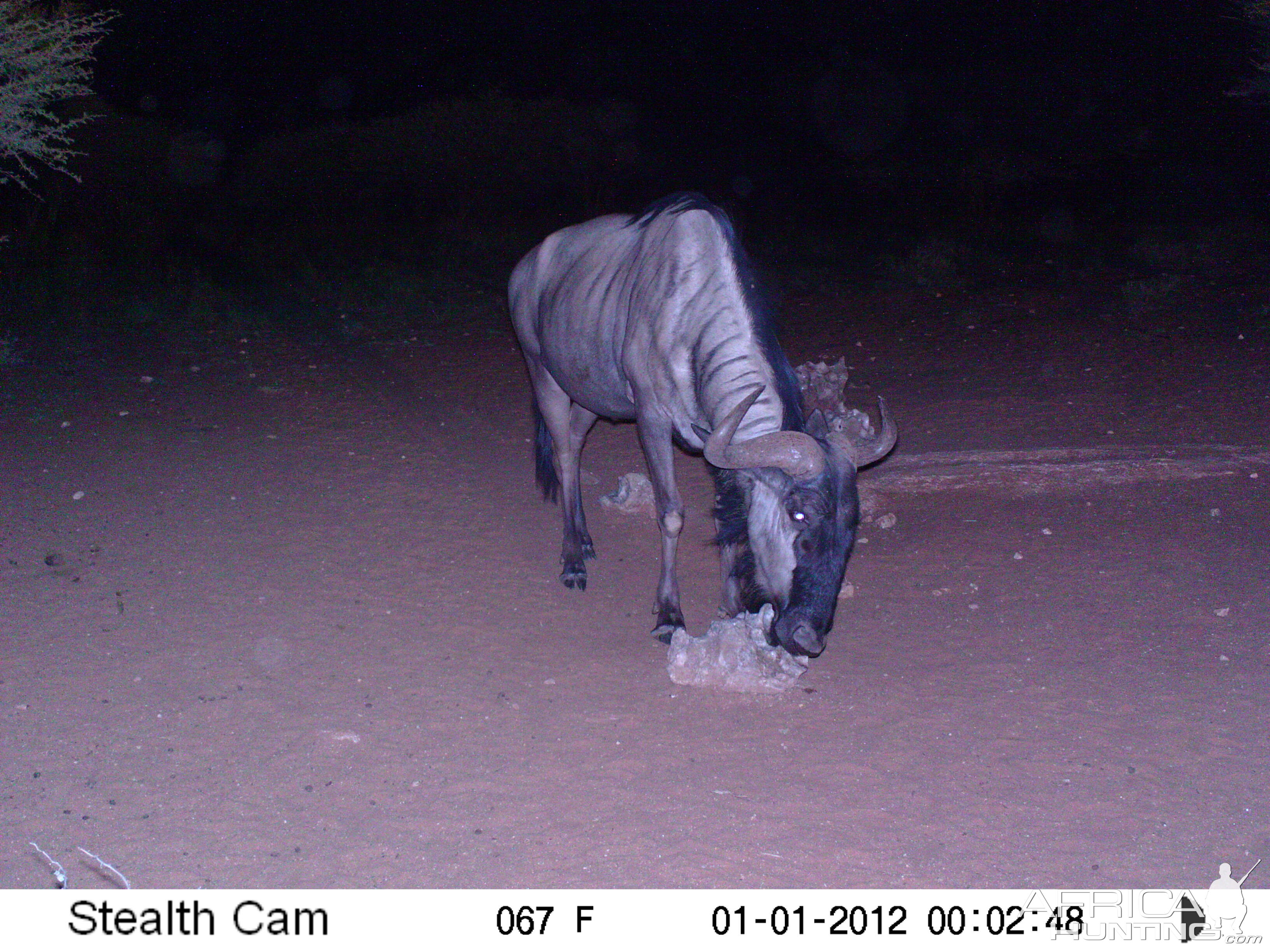 Trail Camera Namibia