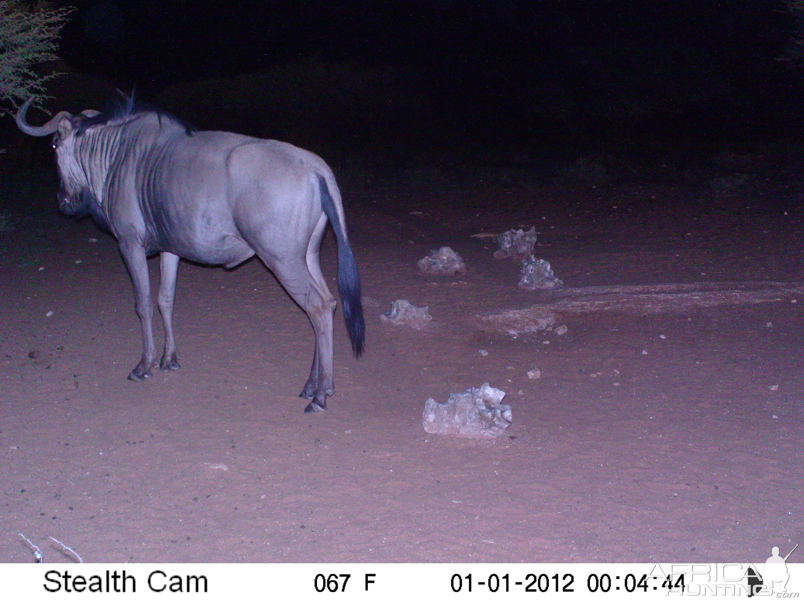 Trail Camera Namibia