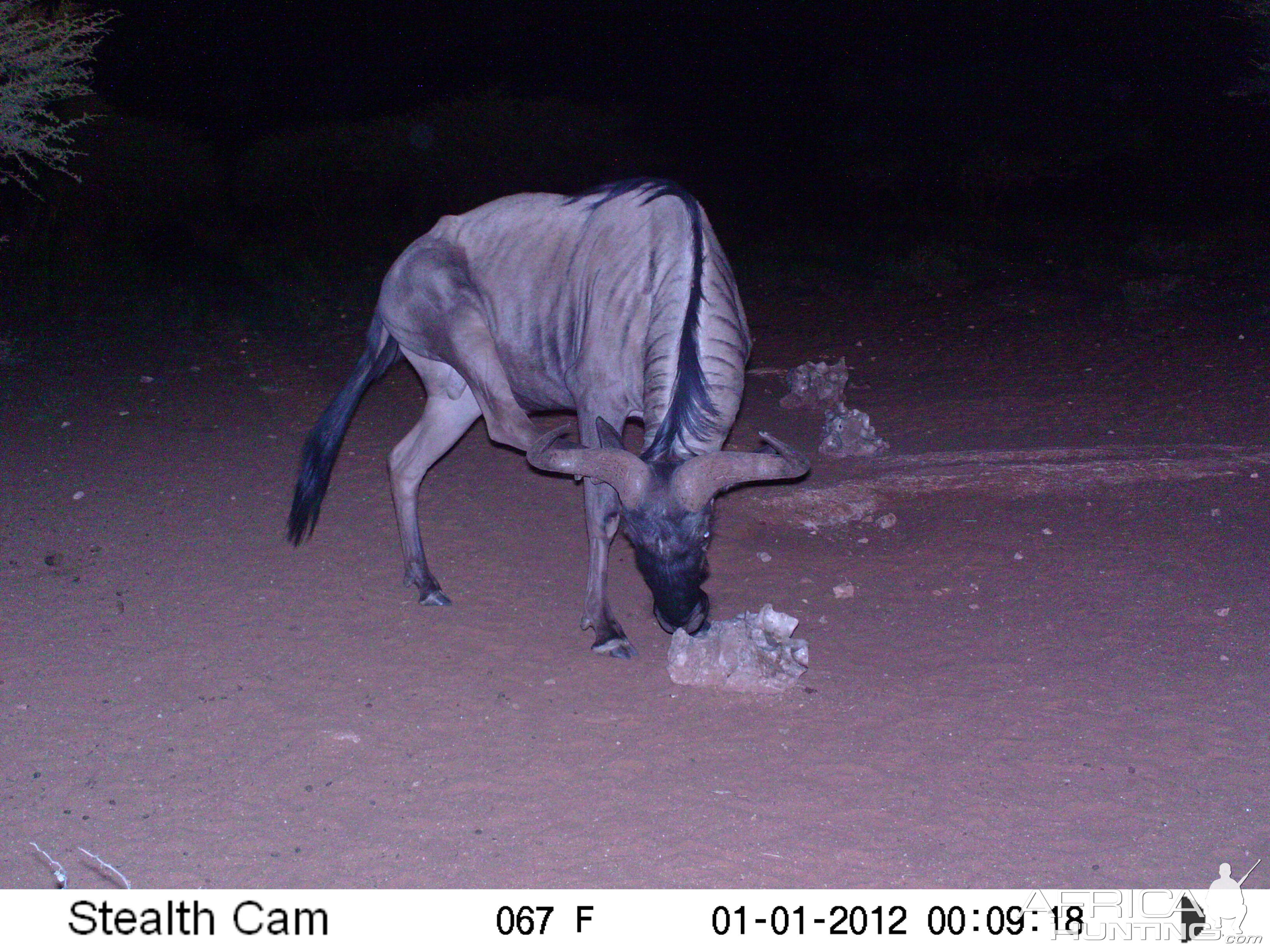 Trail Camera Namibia