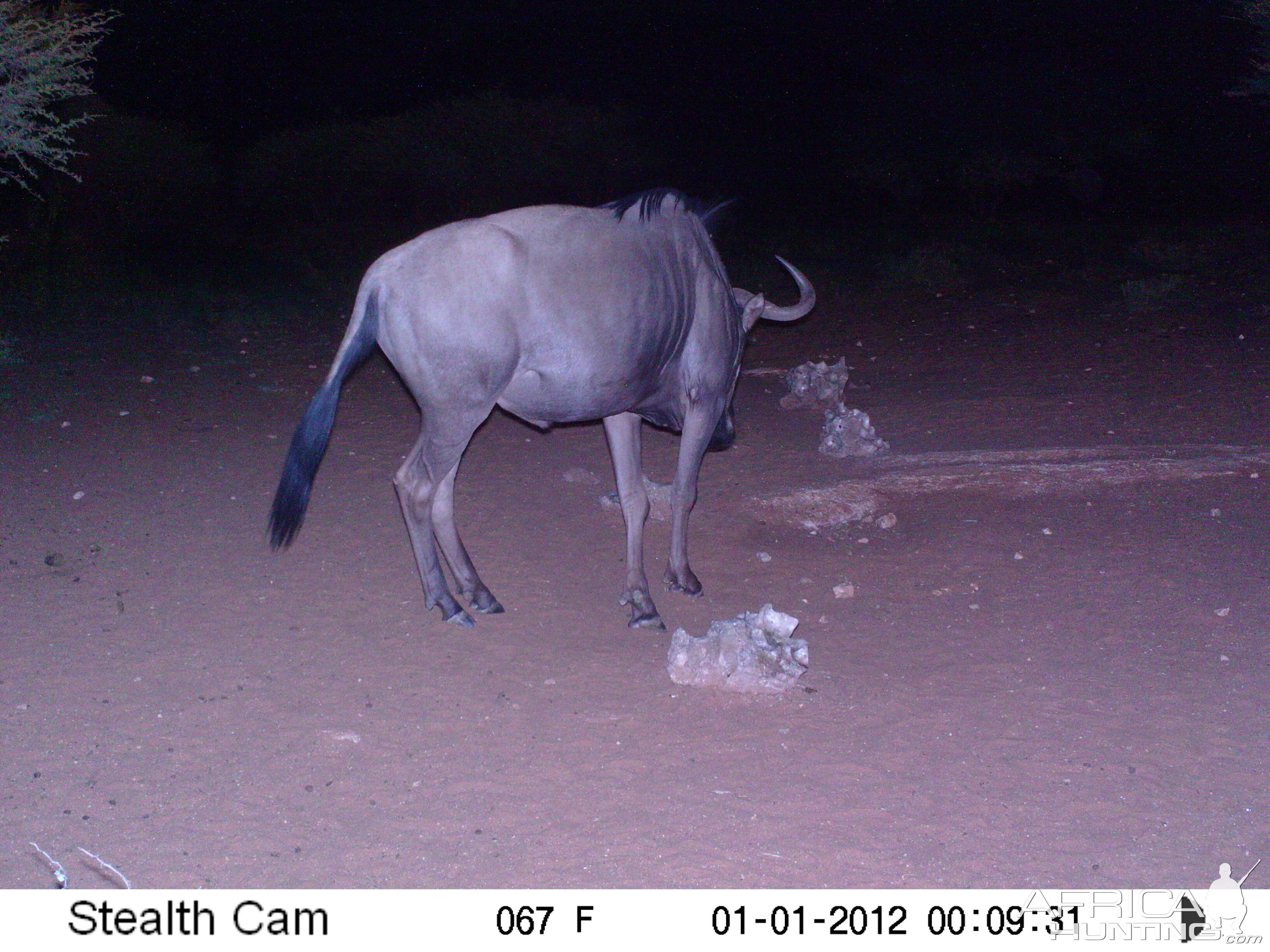 Trail Camera Namibia