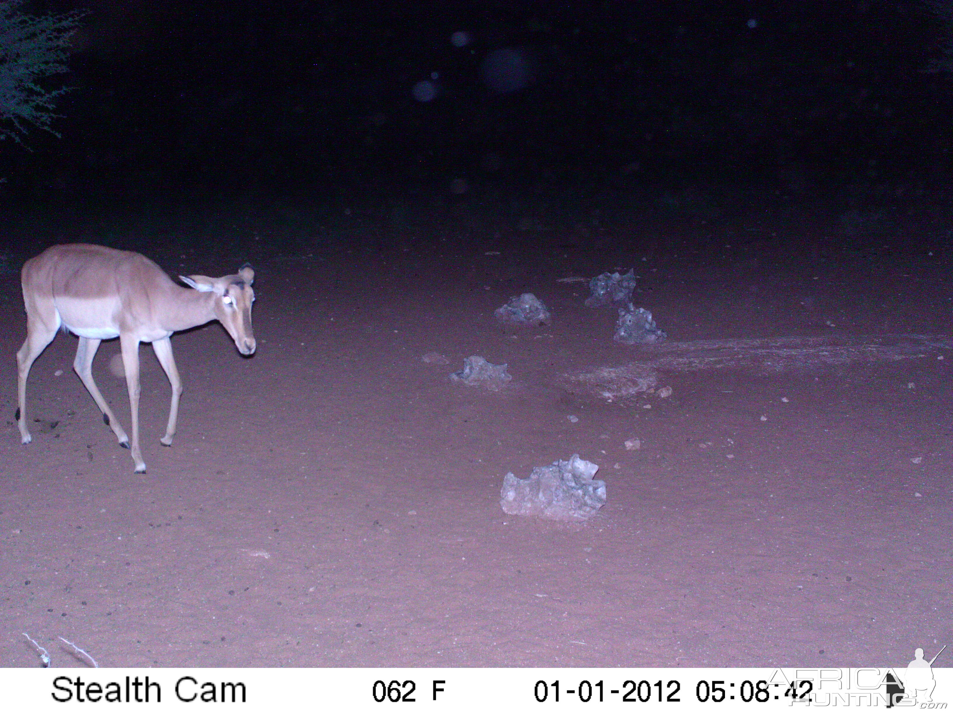 Trail Camera Namibia