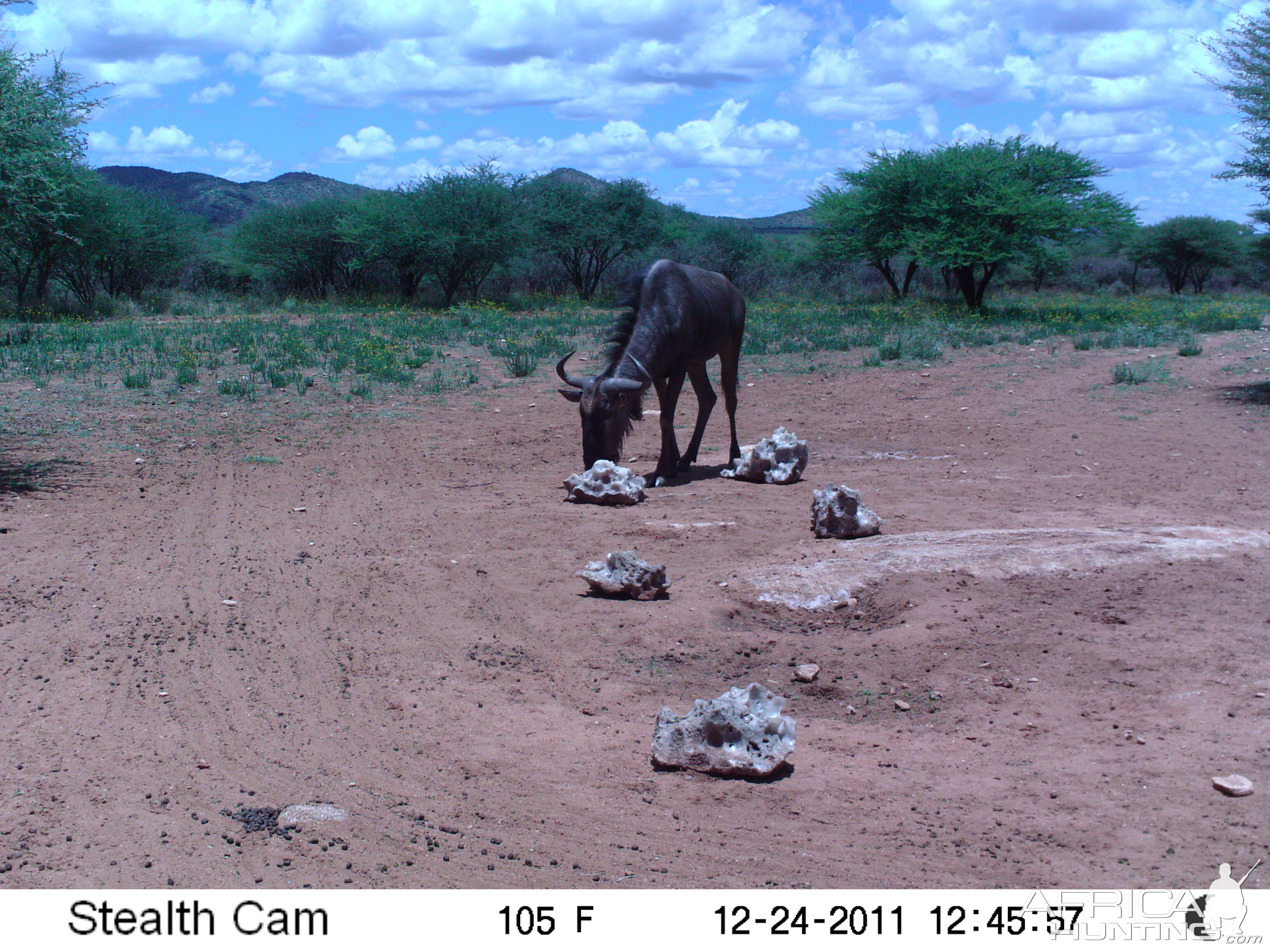 Trail Camera Namibia