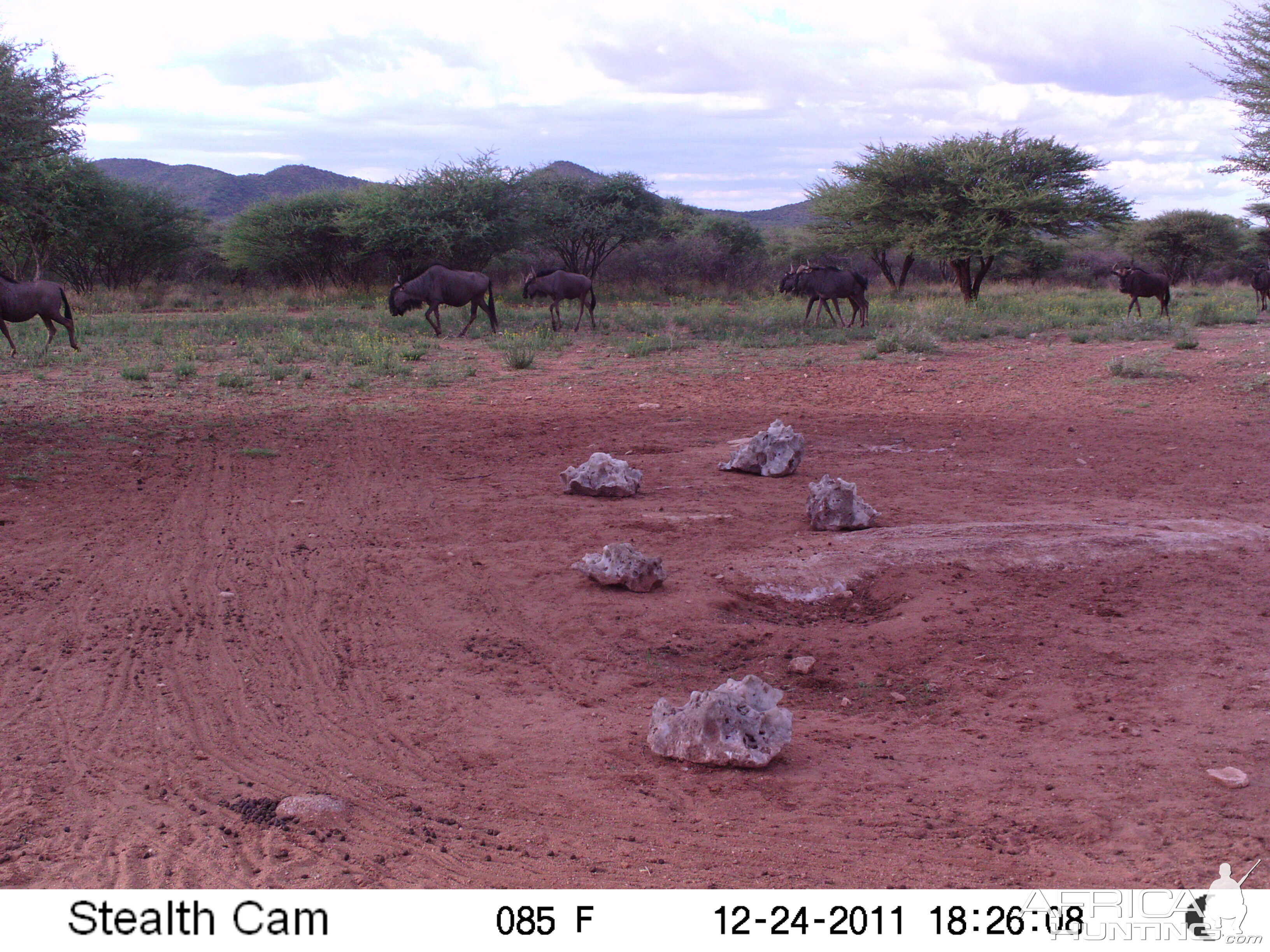 Trail Camera Namibia