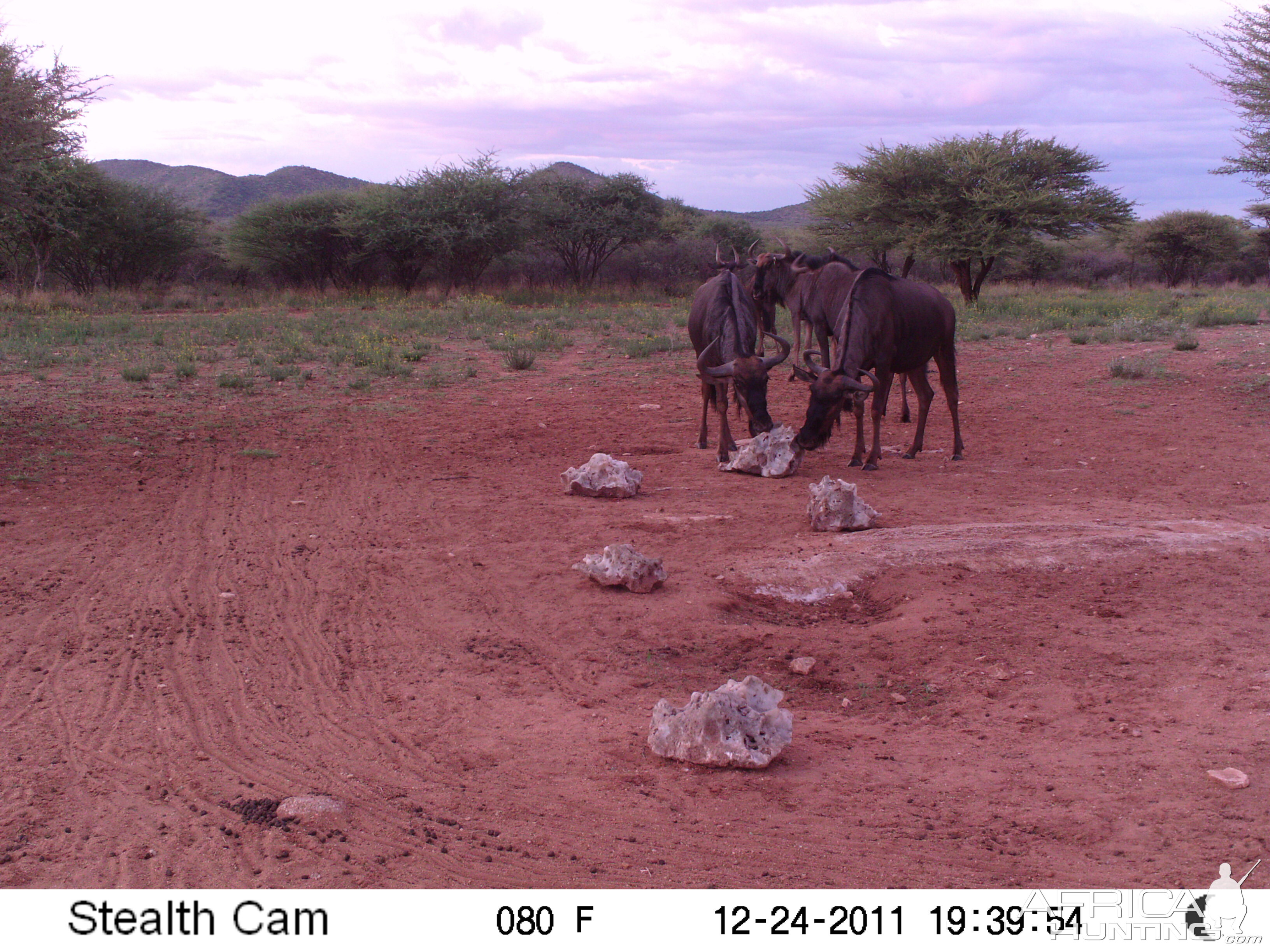 Trail Camera Namibia