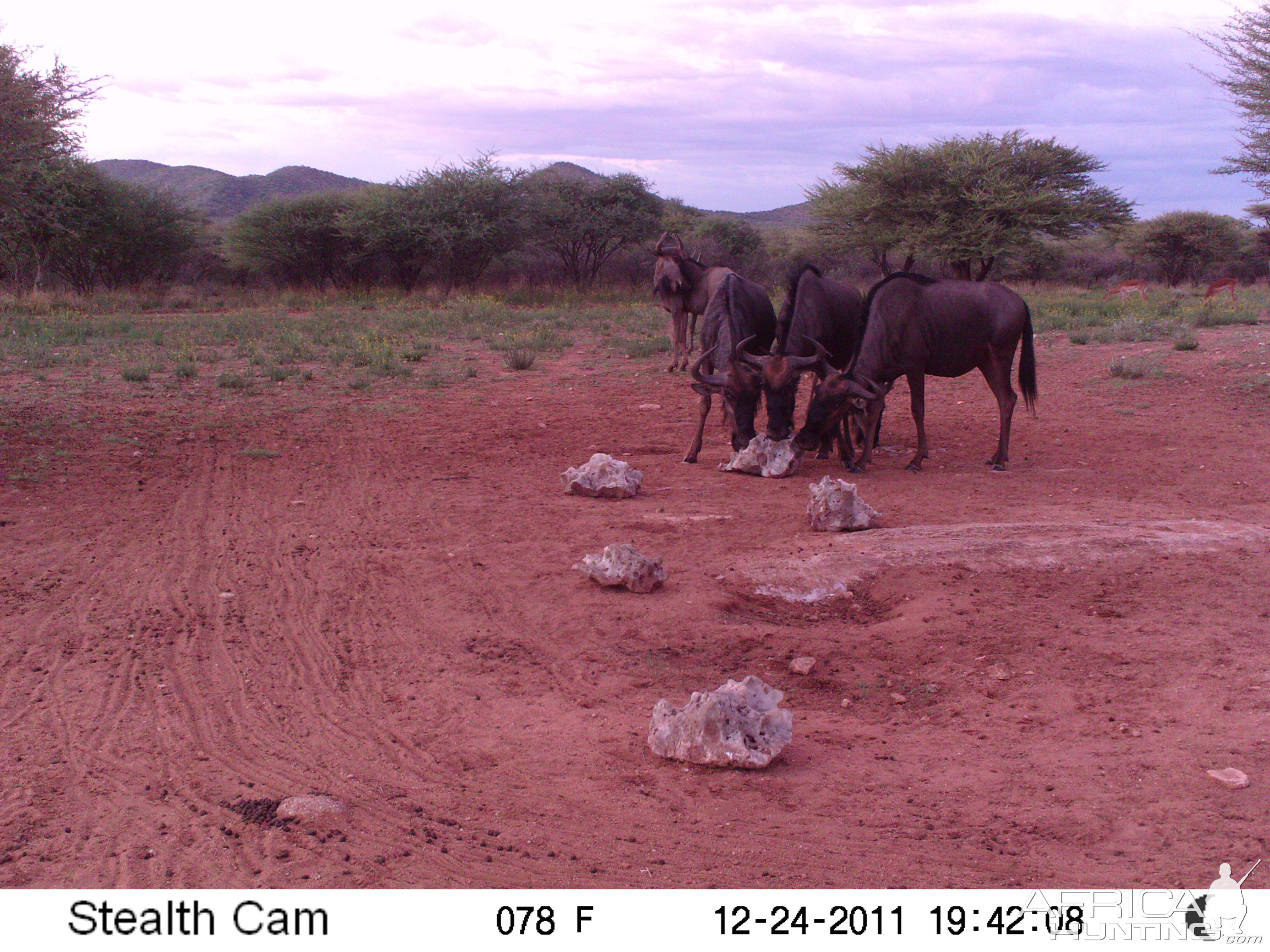 Trail Camera Namibia