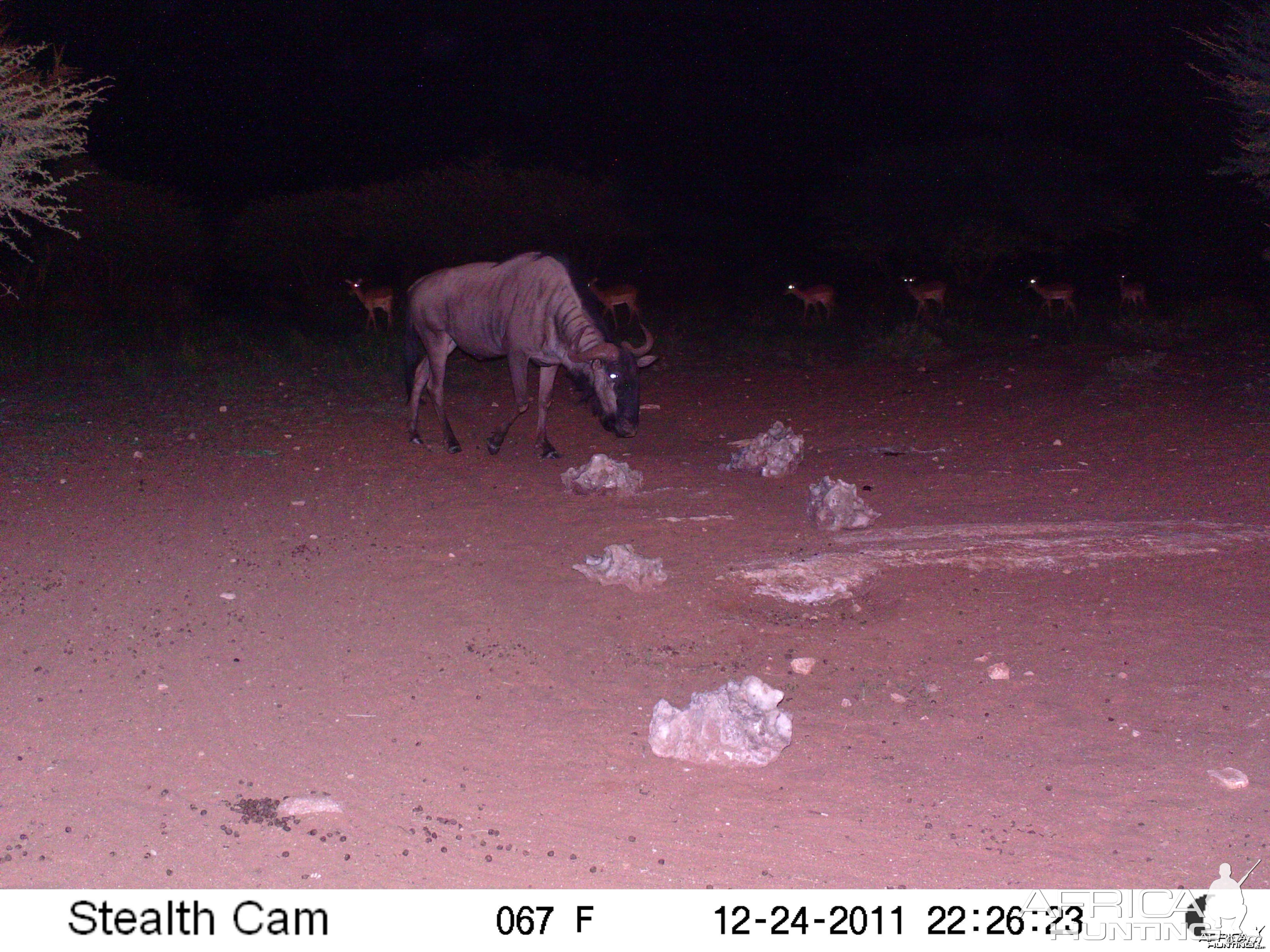 Trail Camera Namibia