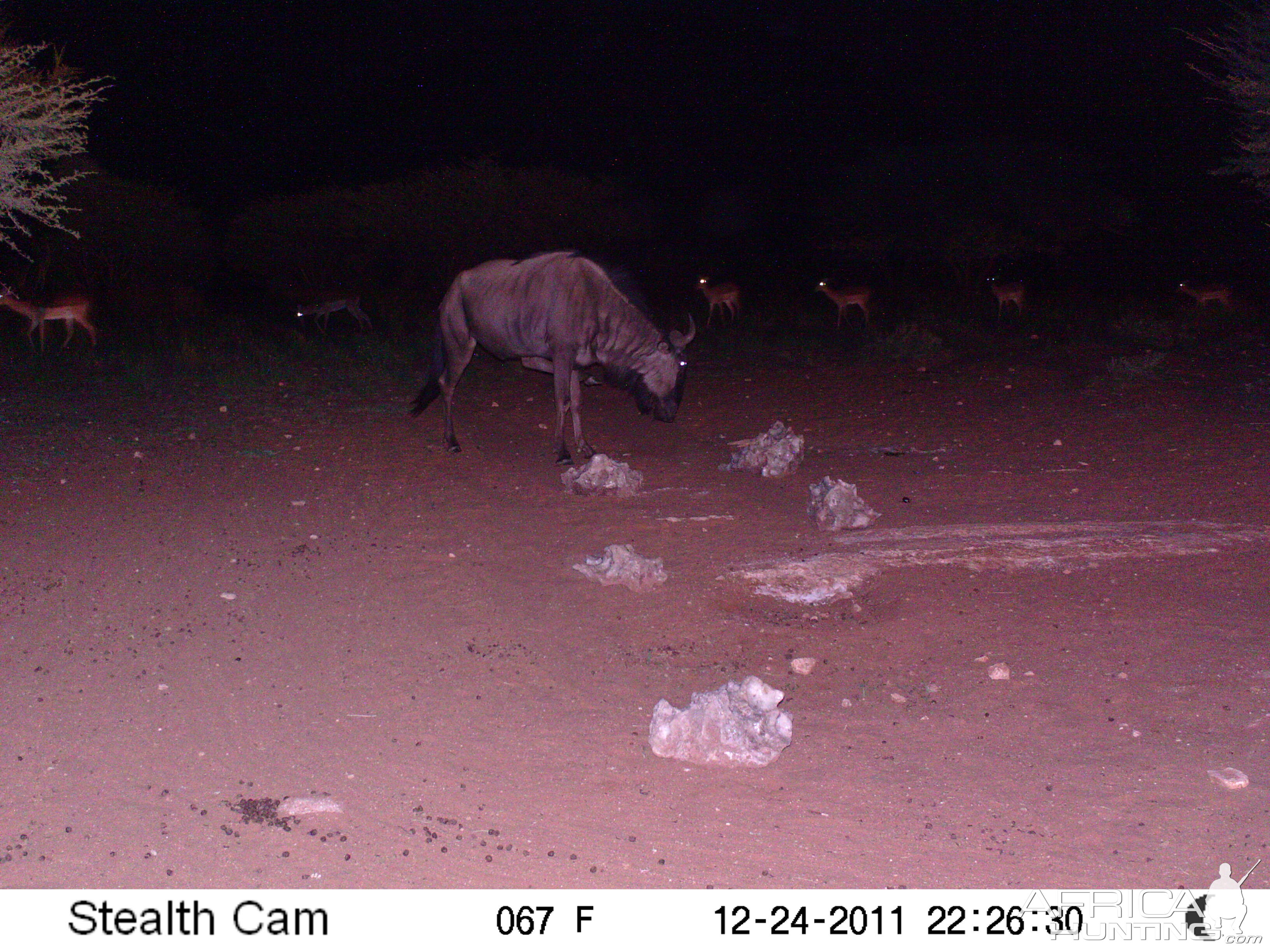 Trail Camera Namibia