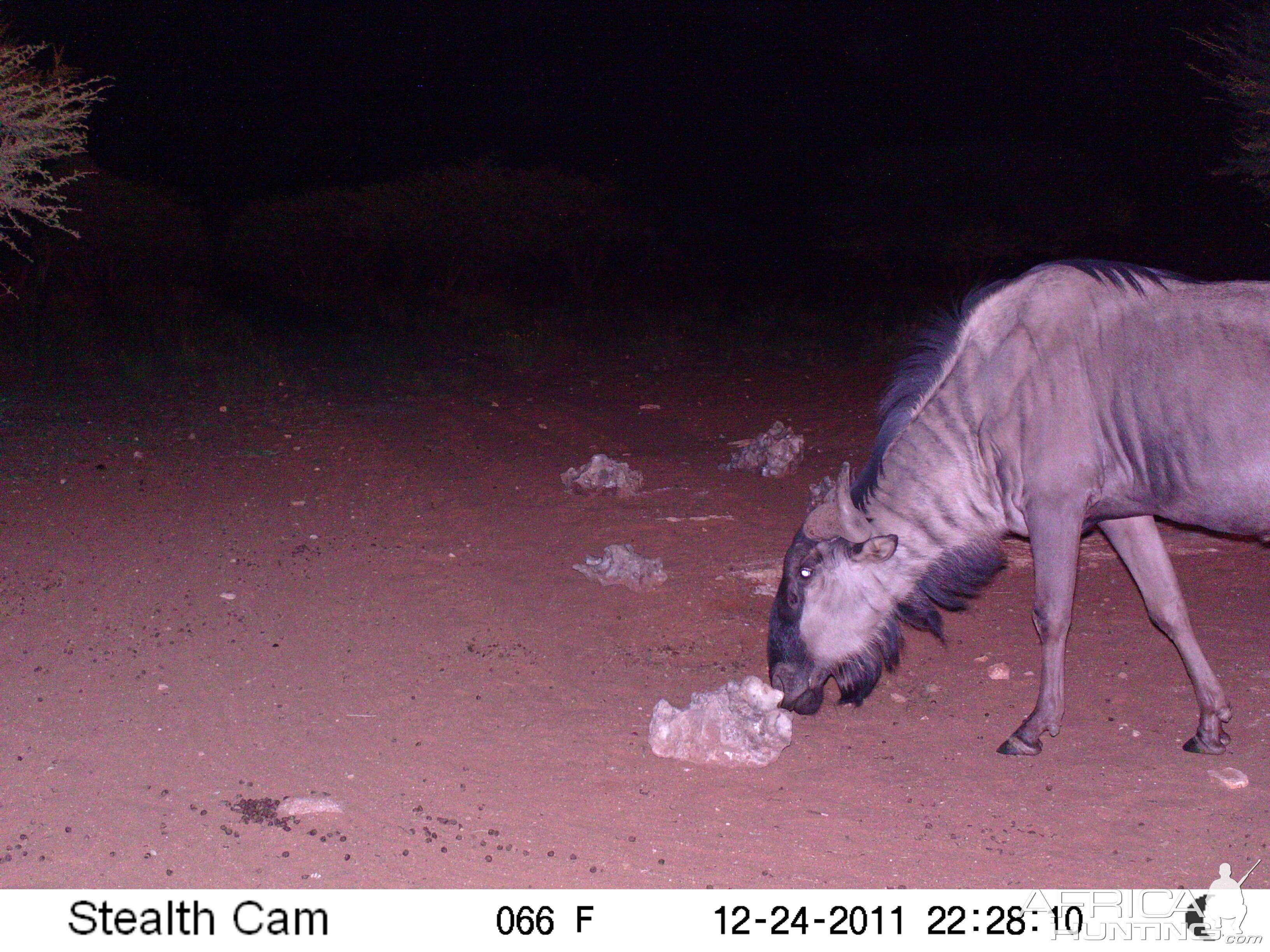 Trail Camera Namibia